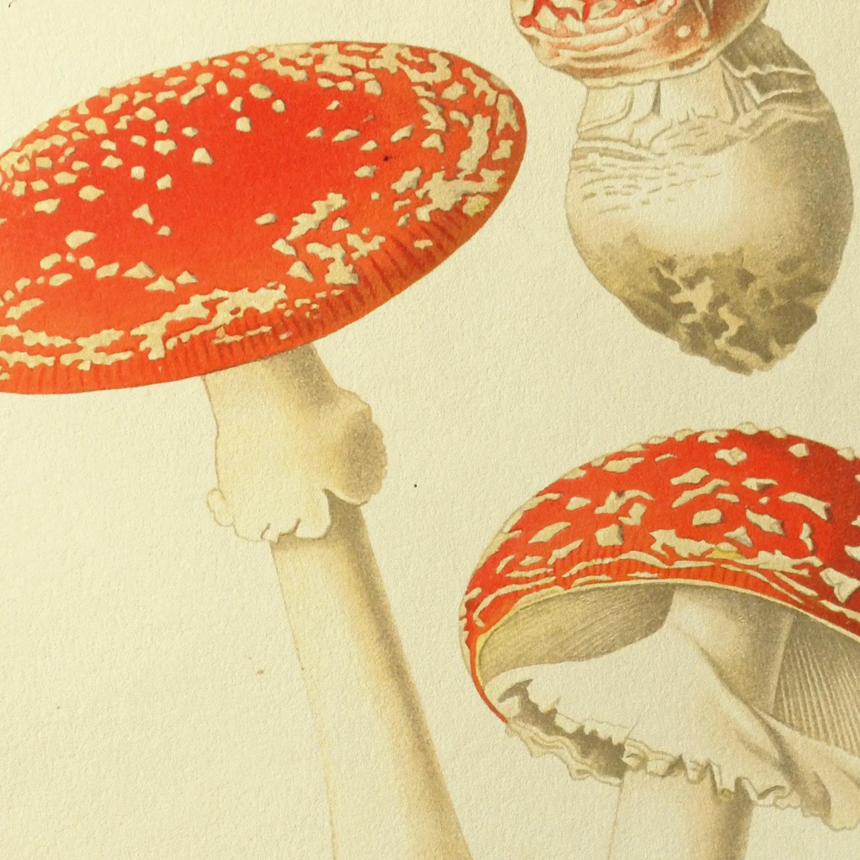 Fungi: Plate No. 18