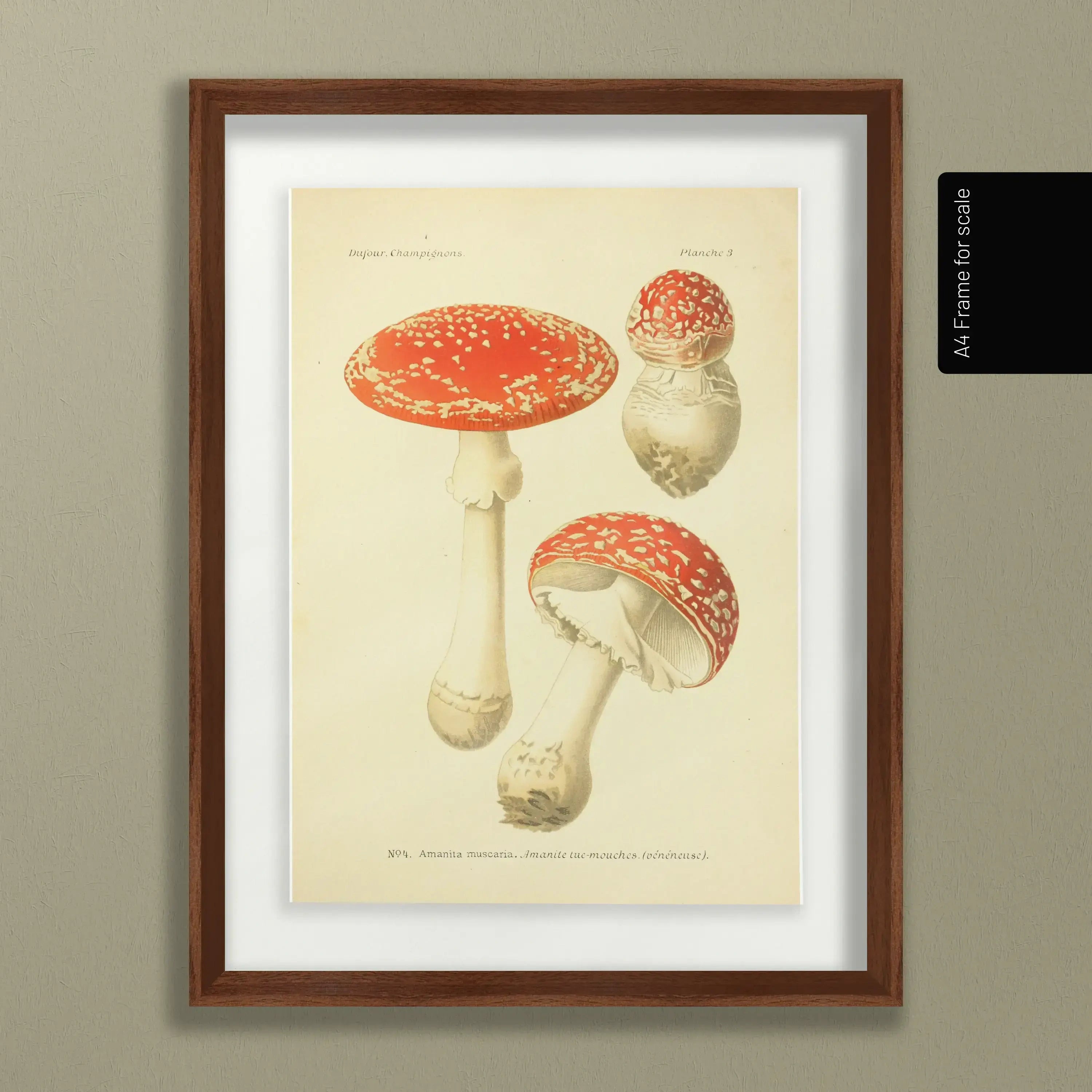 Fungi: Plate No. 18