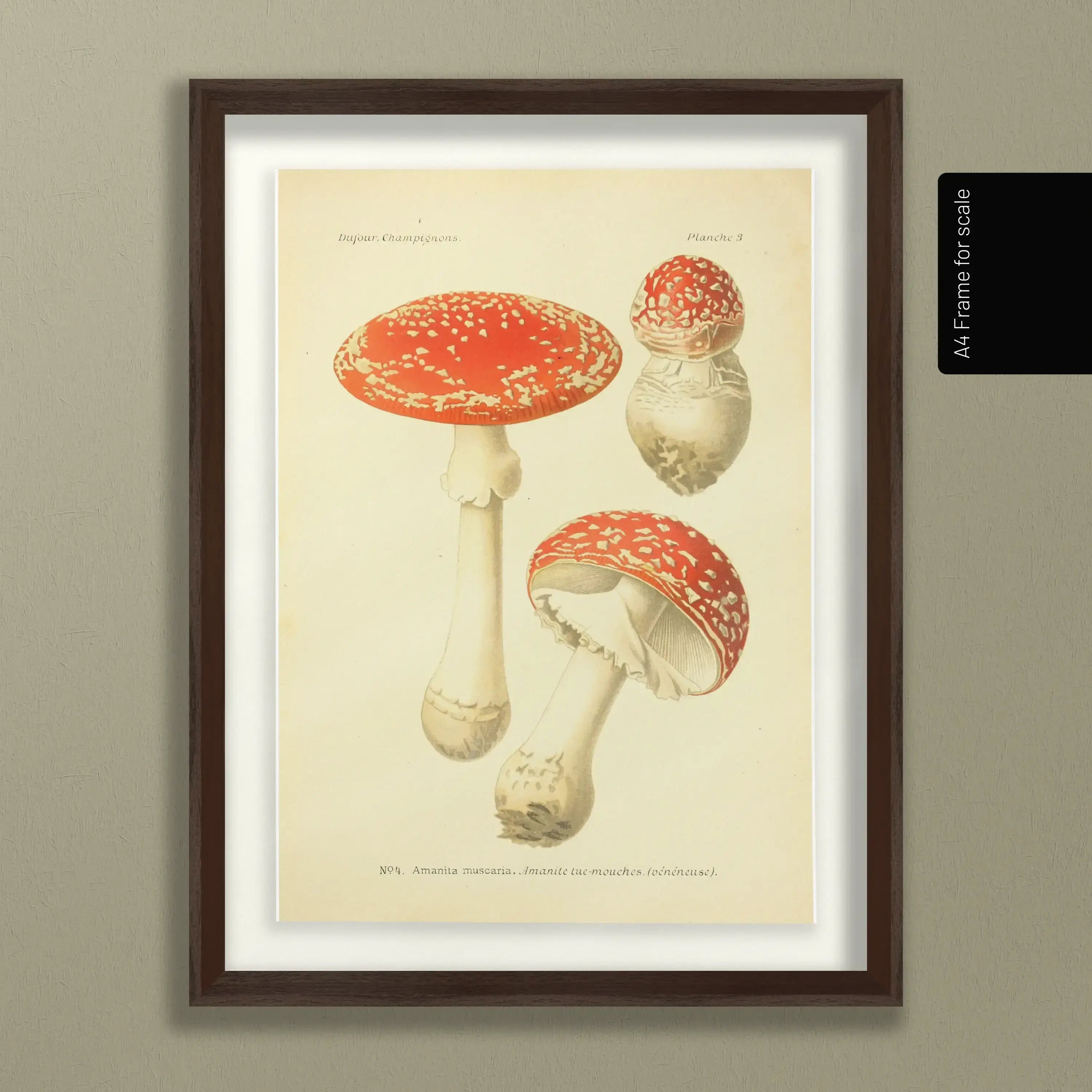 Fungi: Plate No. 18