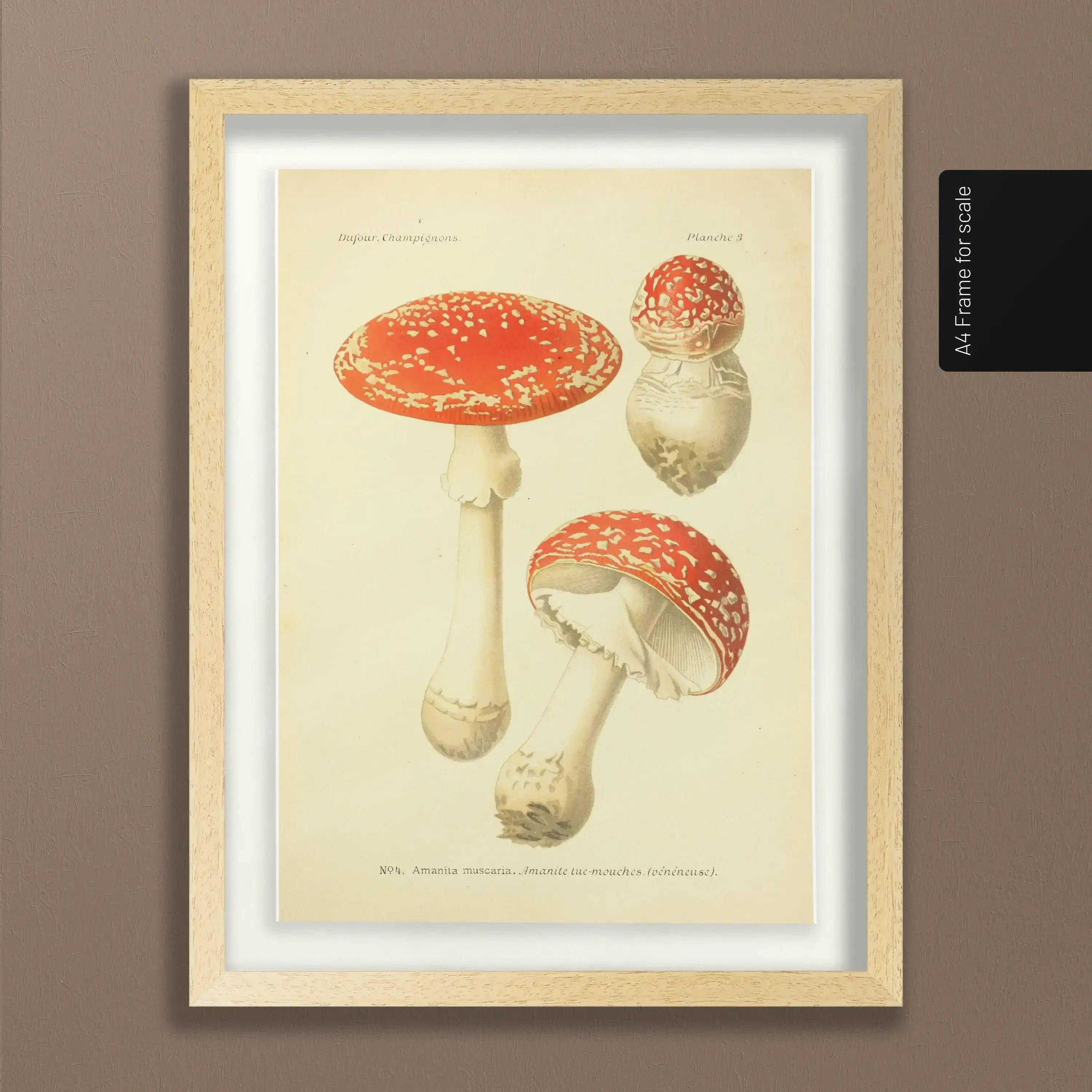 Fungi: Plate No. 18