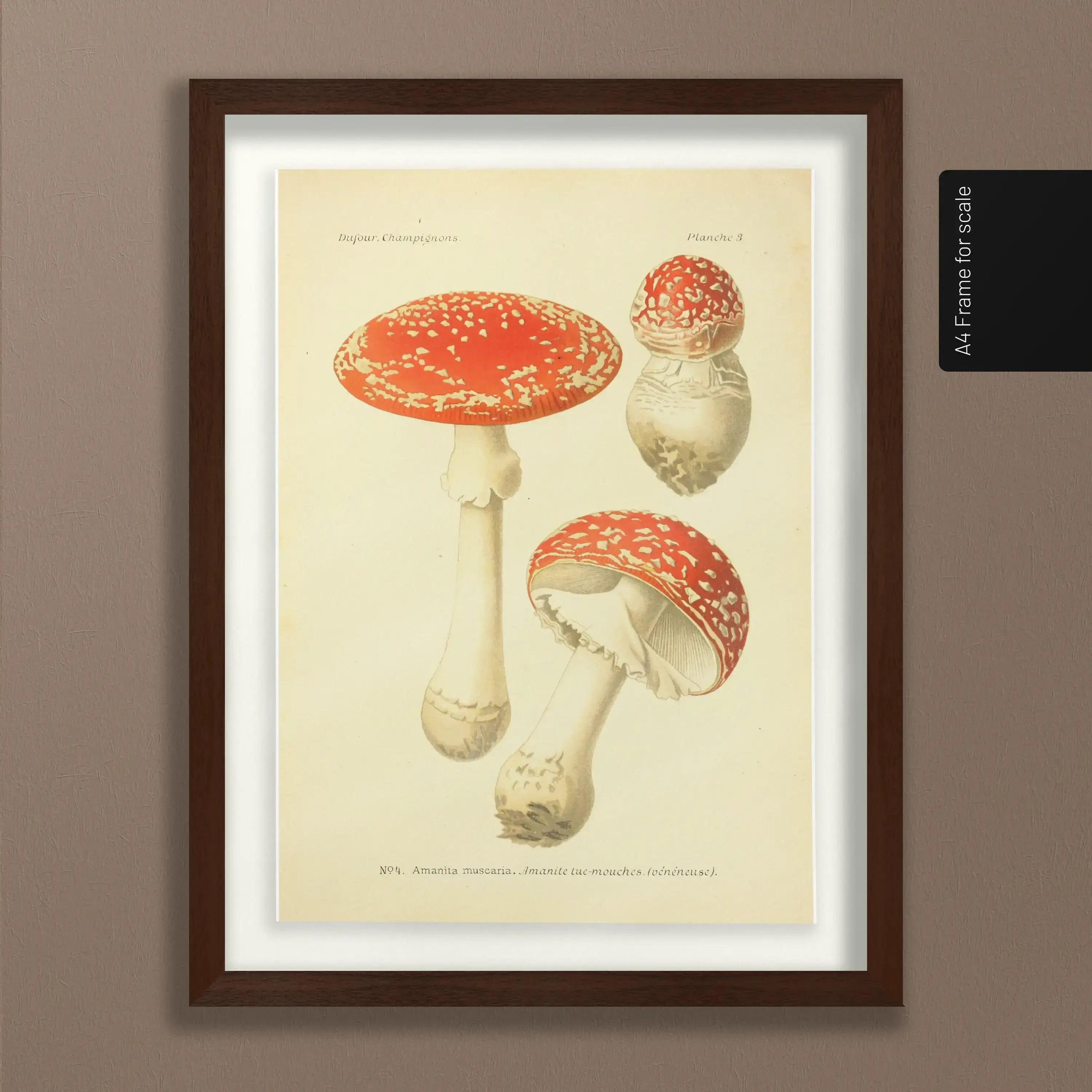 Fungi: Plate No. 18