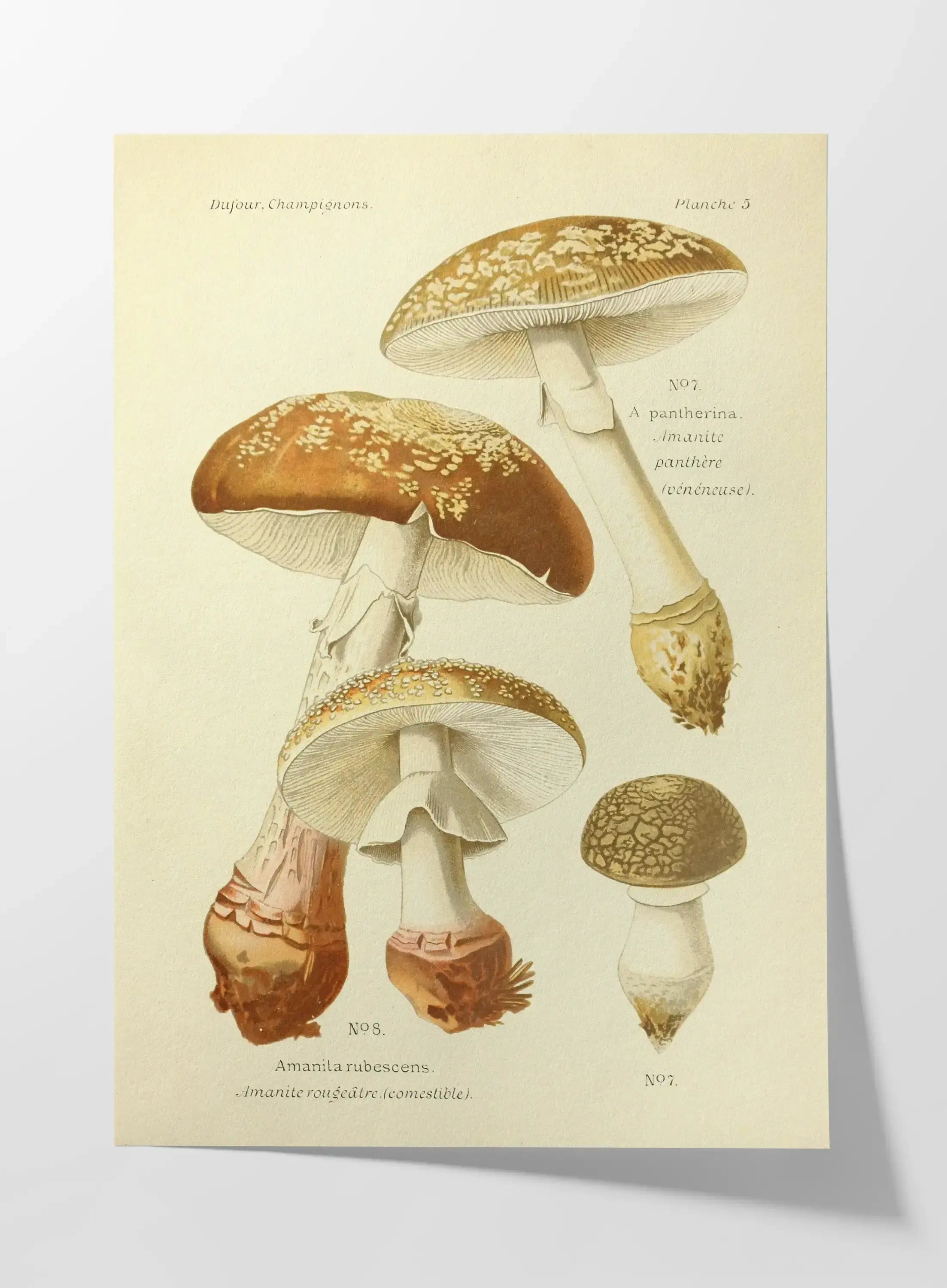 Fungi: Plate No. 19