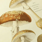 Fungi: Plate No. 19