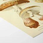 Fungi: Plate No. 19
