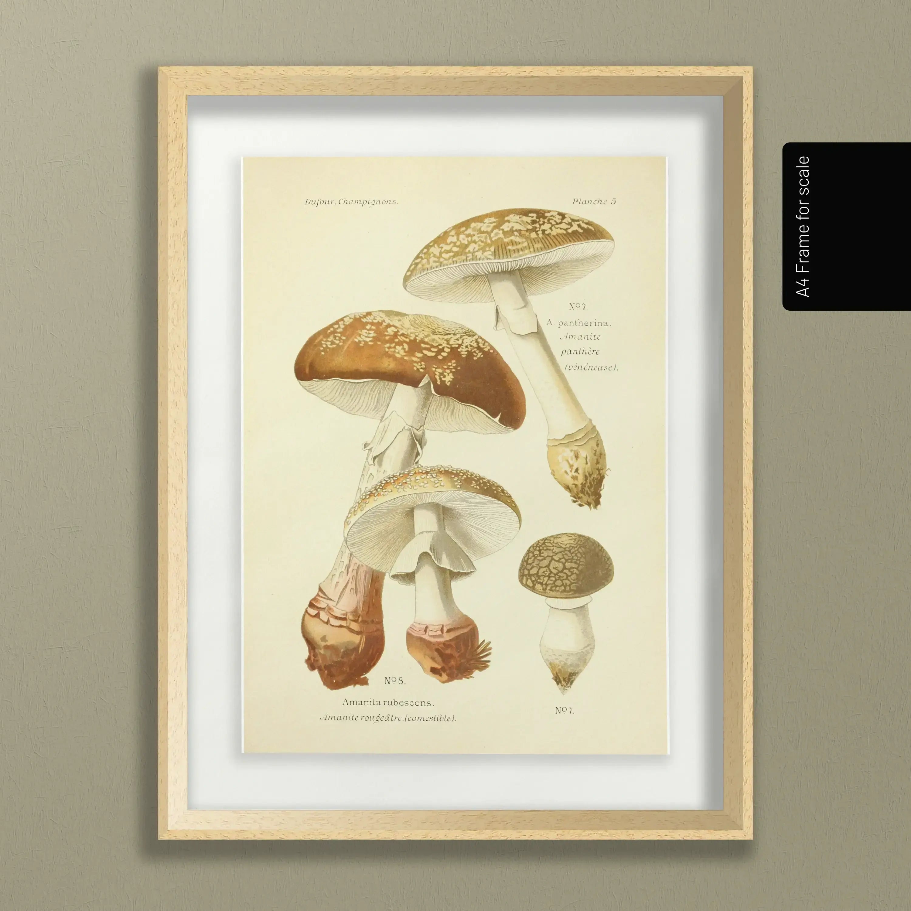 Fungi: Plate No. 19