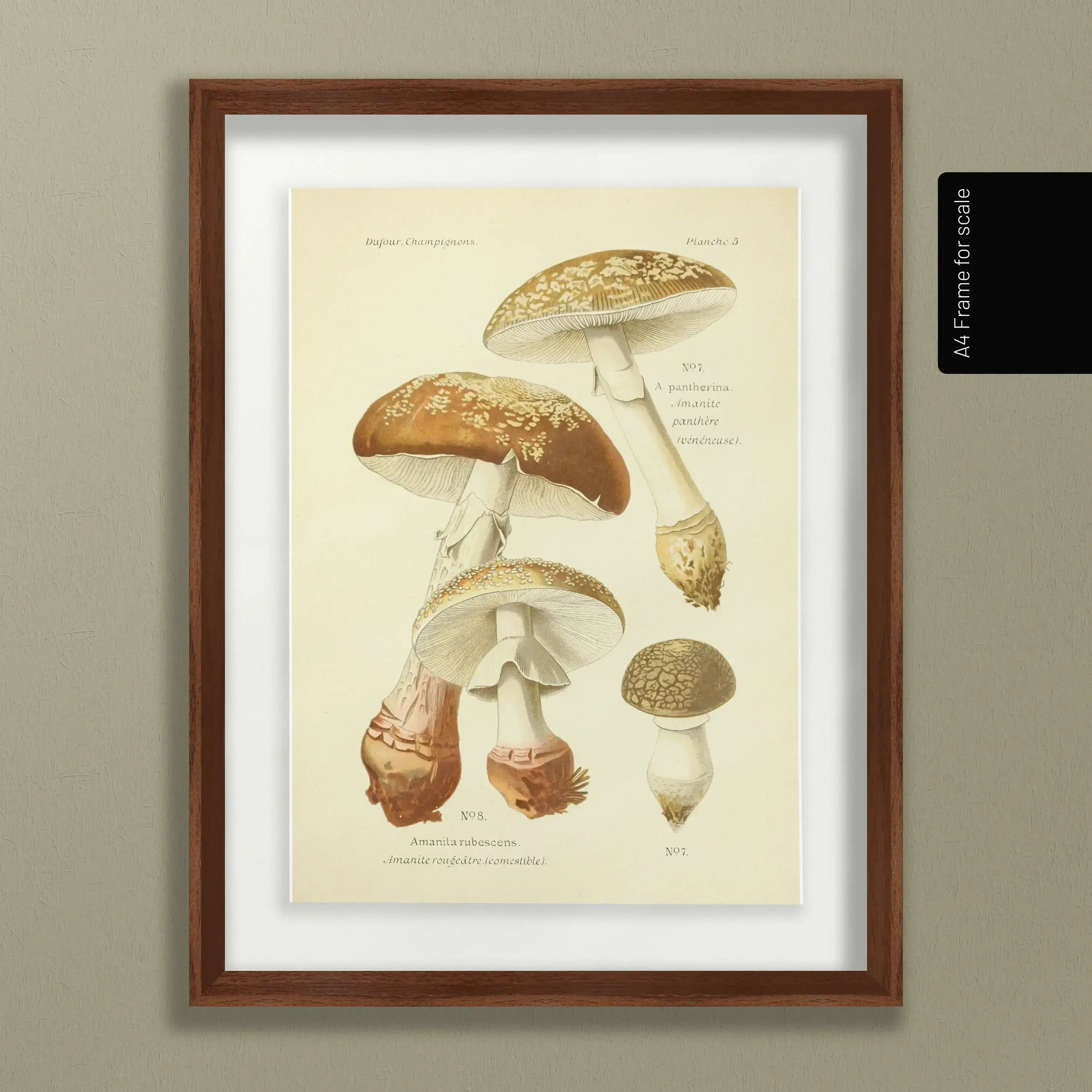 Fungi: Plate No. 19