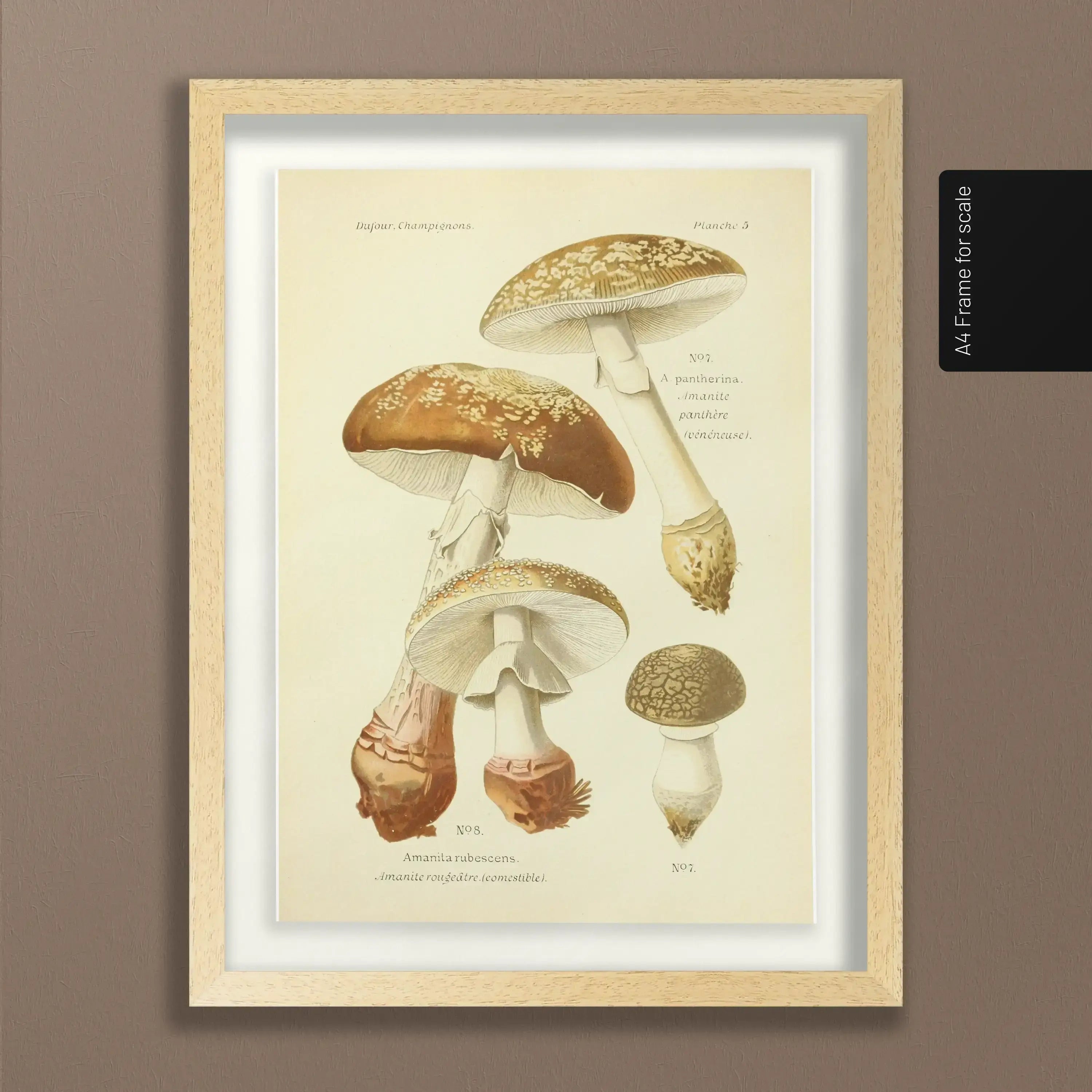 Fungi: Plate No. 19