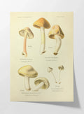 Fungi: Plate No. 20