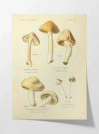 Fungi: Plate No. 20