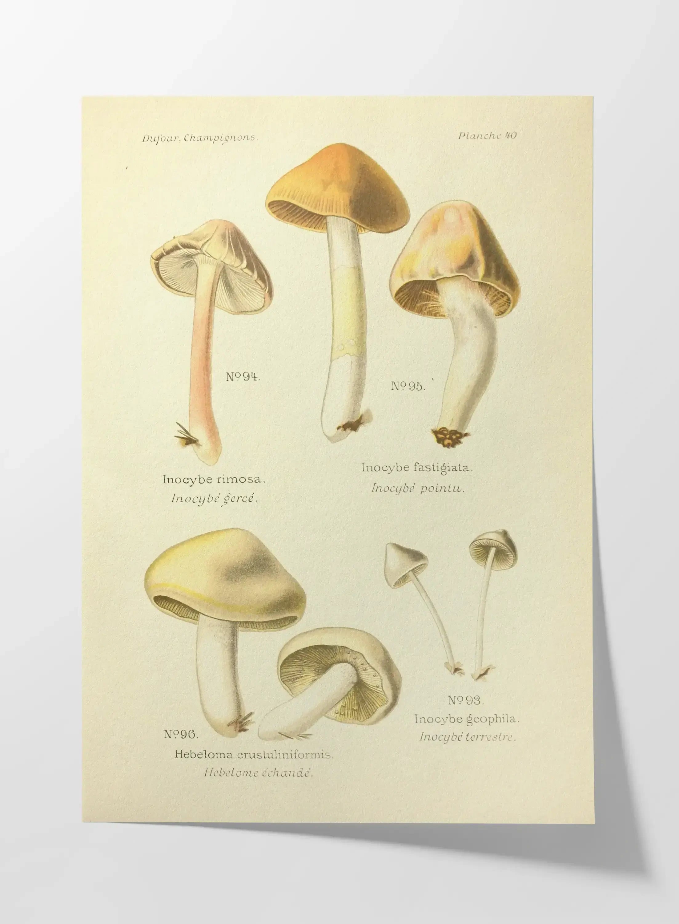 Fungi: Plate No. 20