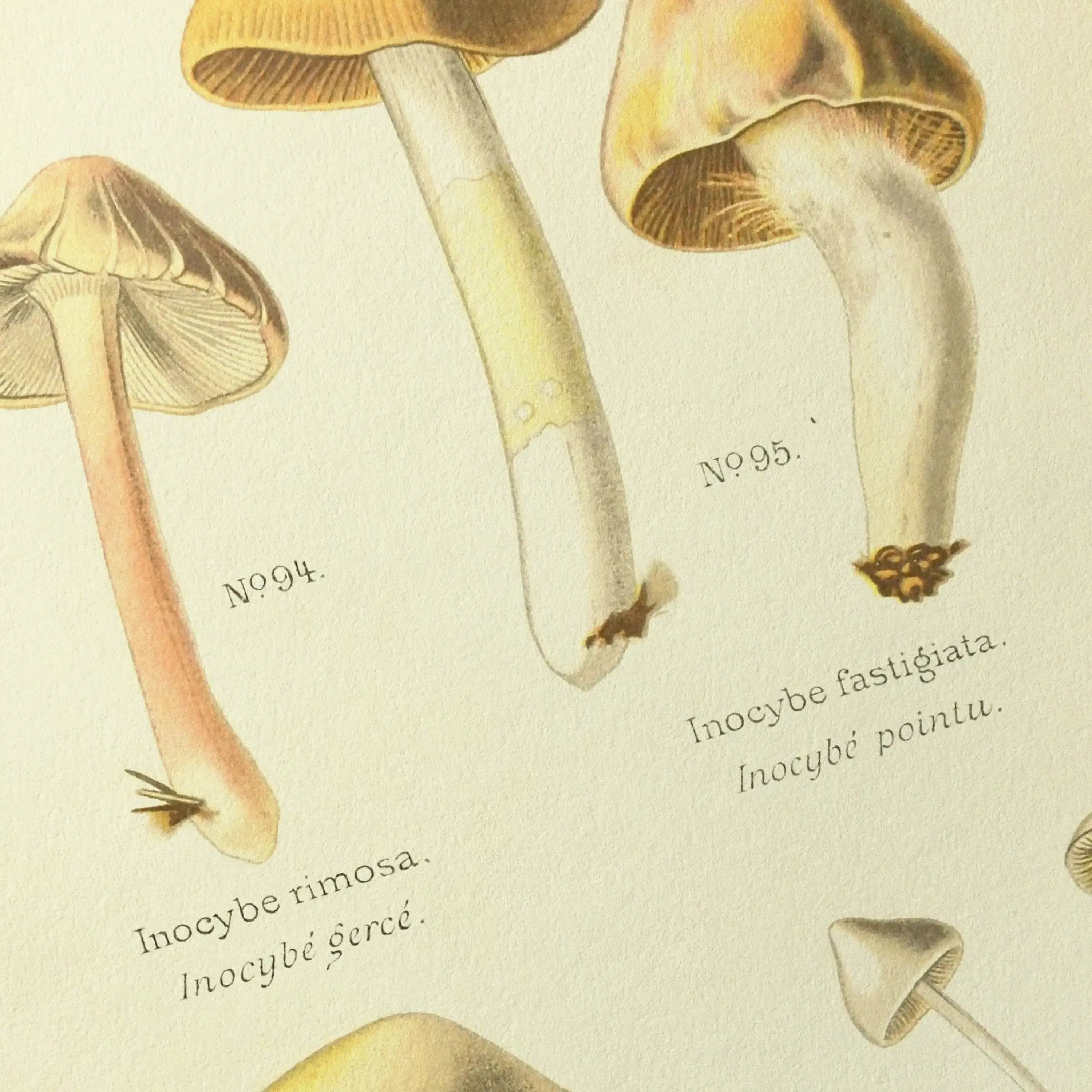 Fungi: Plate No. 20