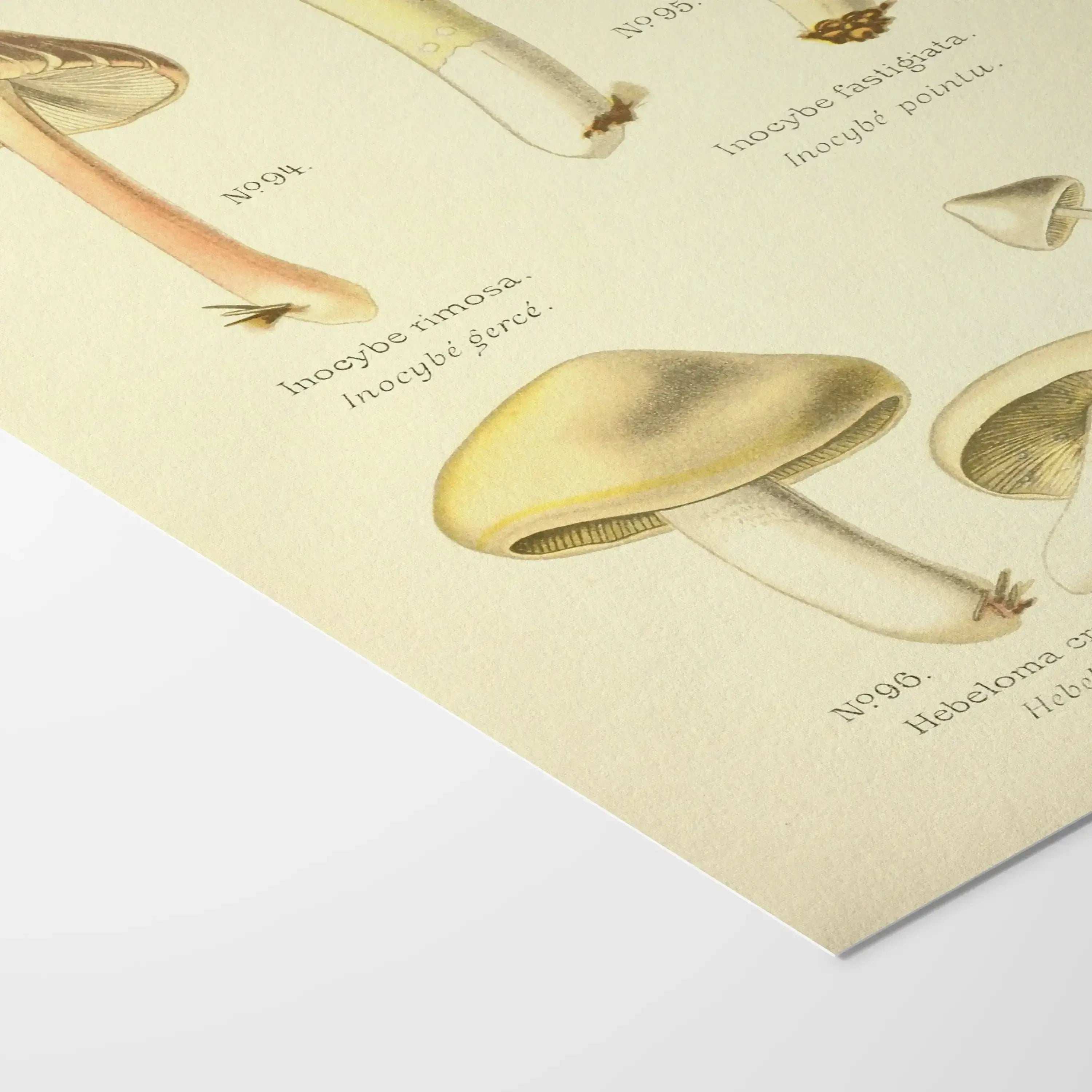 Fungi: Plate No. 20