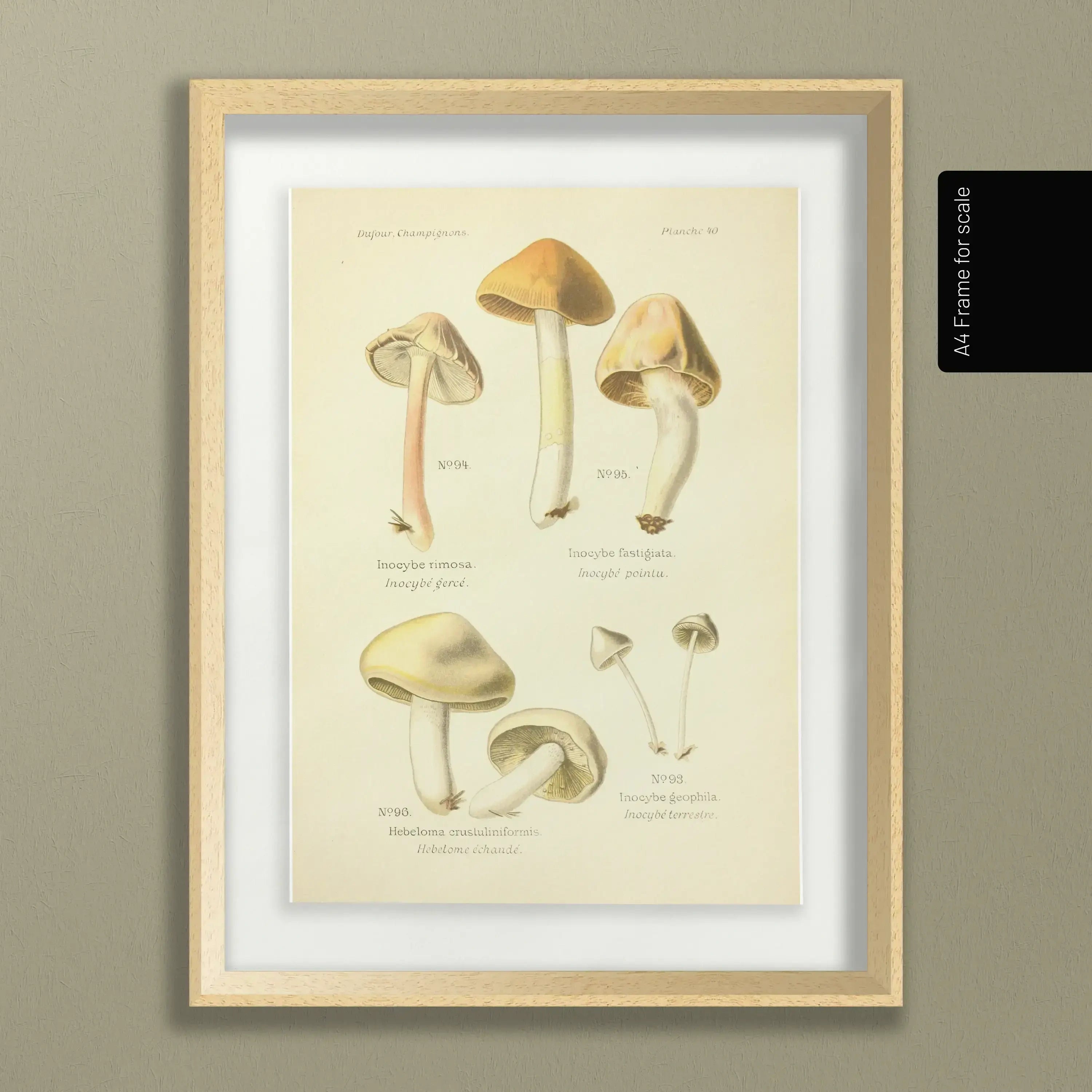 Fungi: Plate No. 20