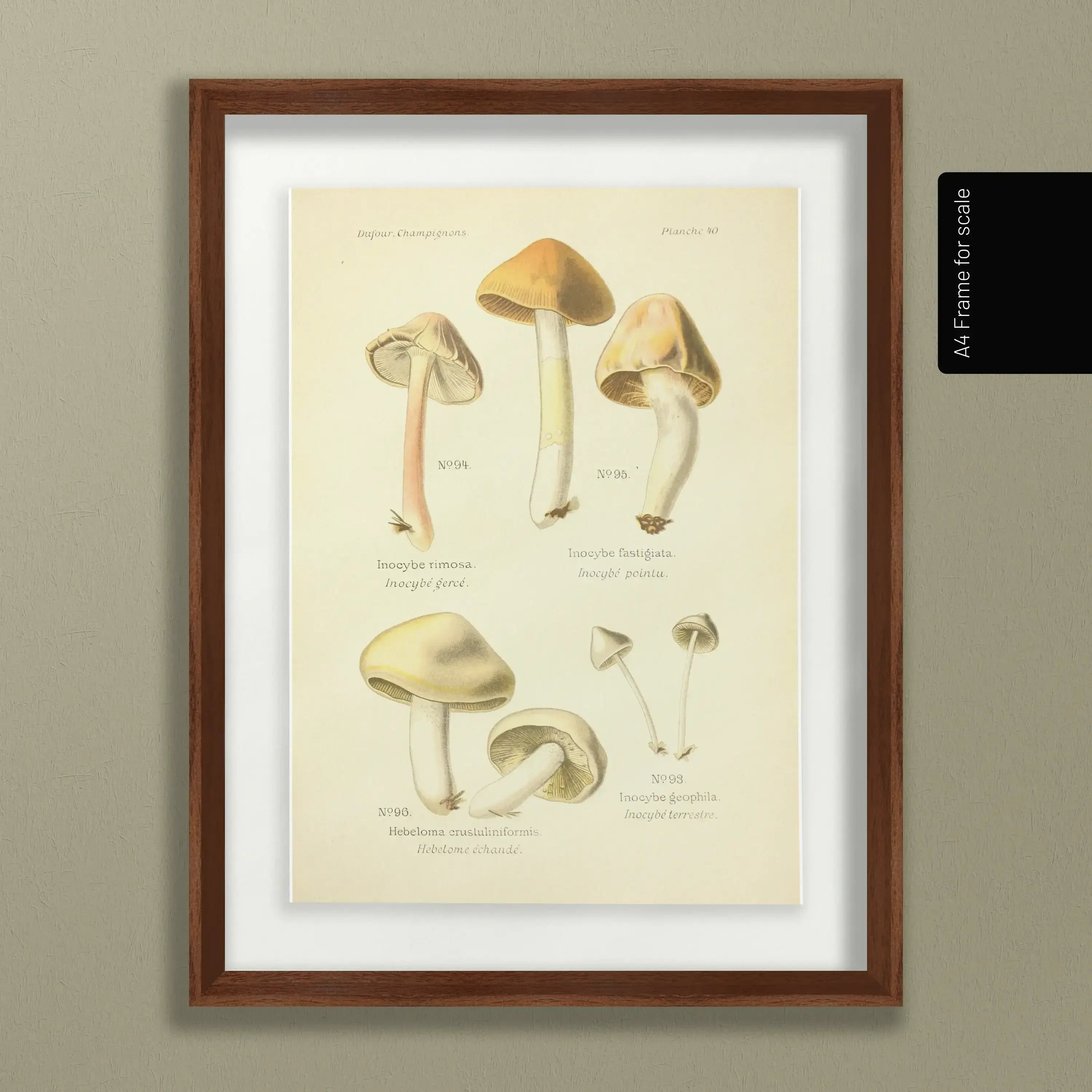 Fungi: Plate No. 20