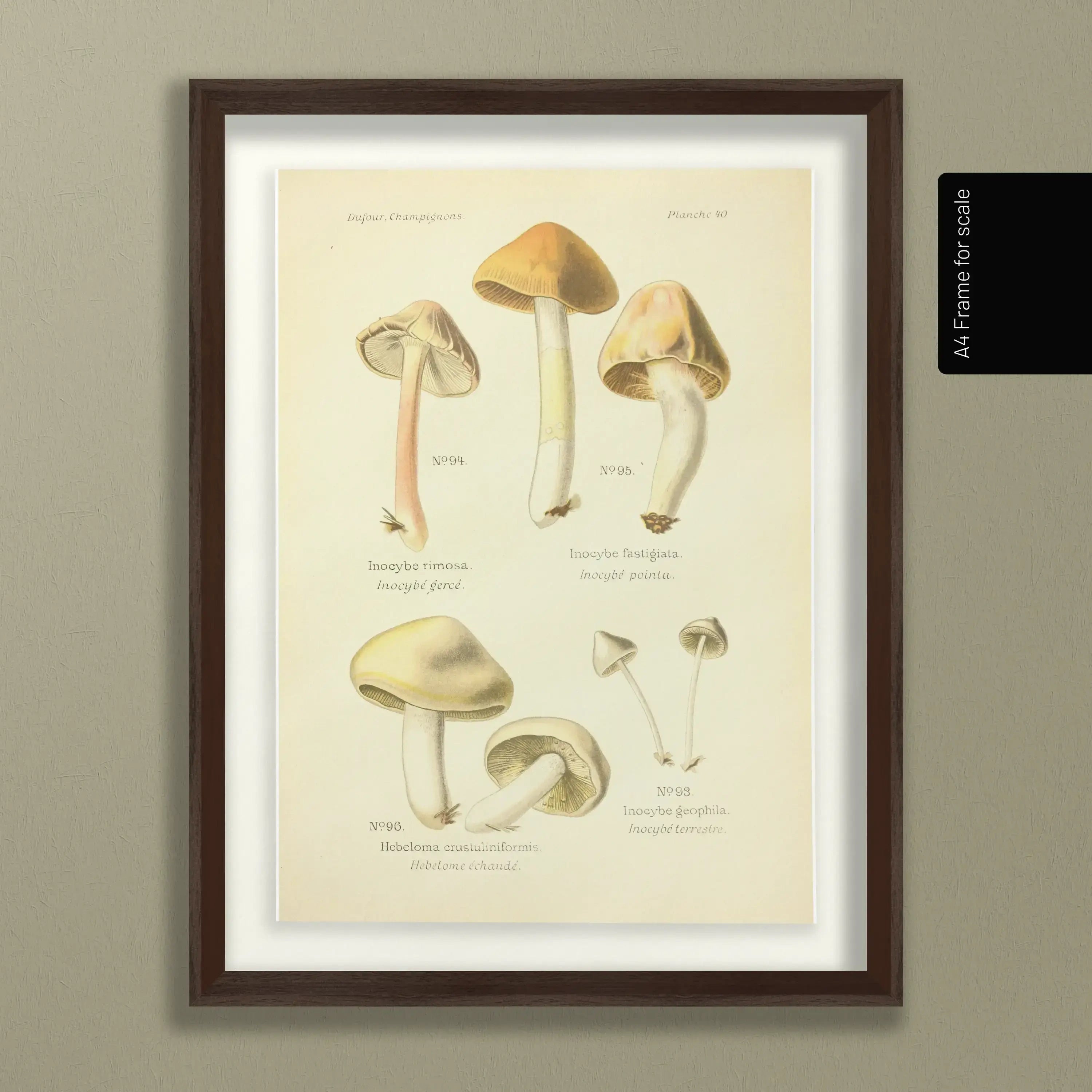 Fungi: Plate No. 20