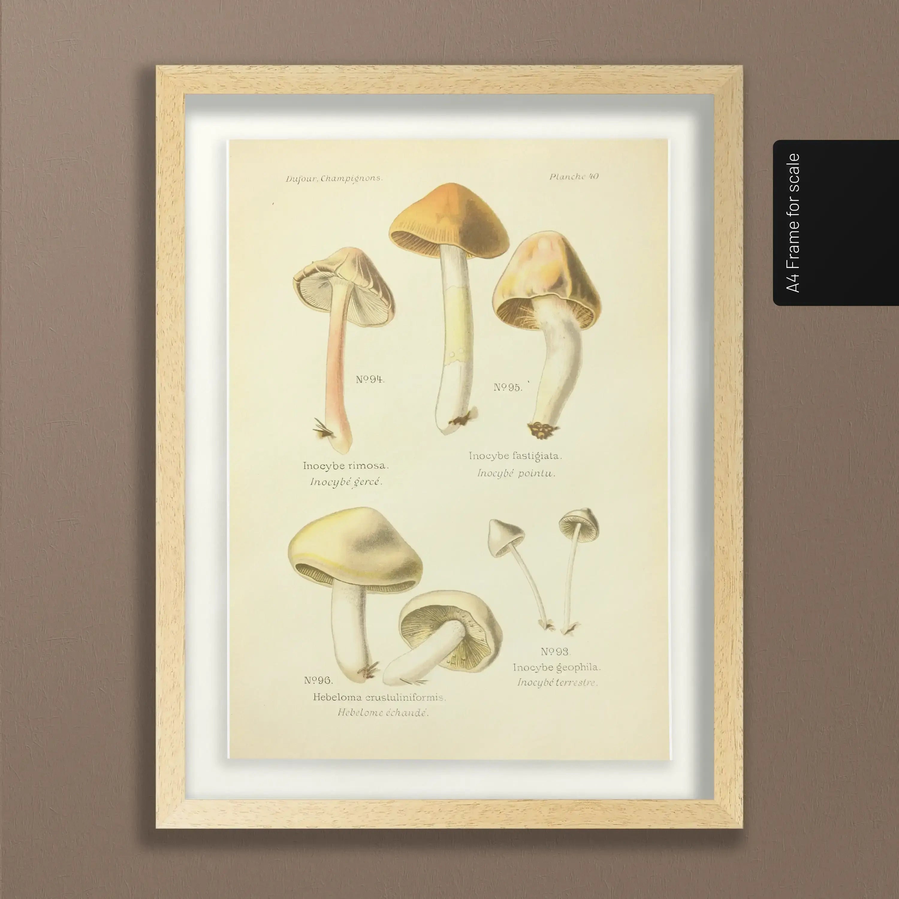 Fungi: Plate No. 20