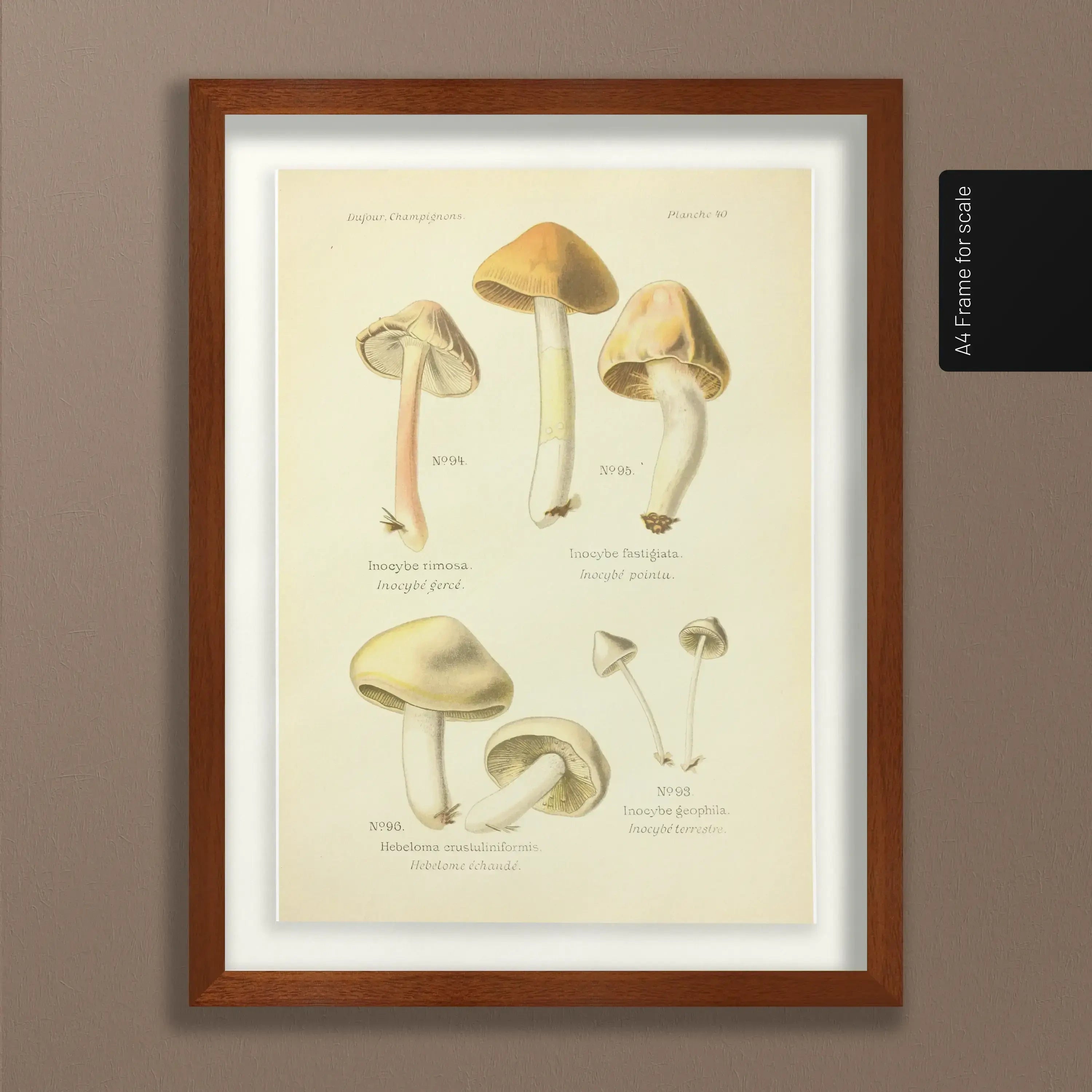 Fungi: Plate No. 20