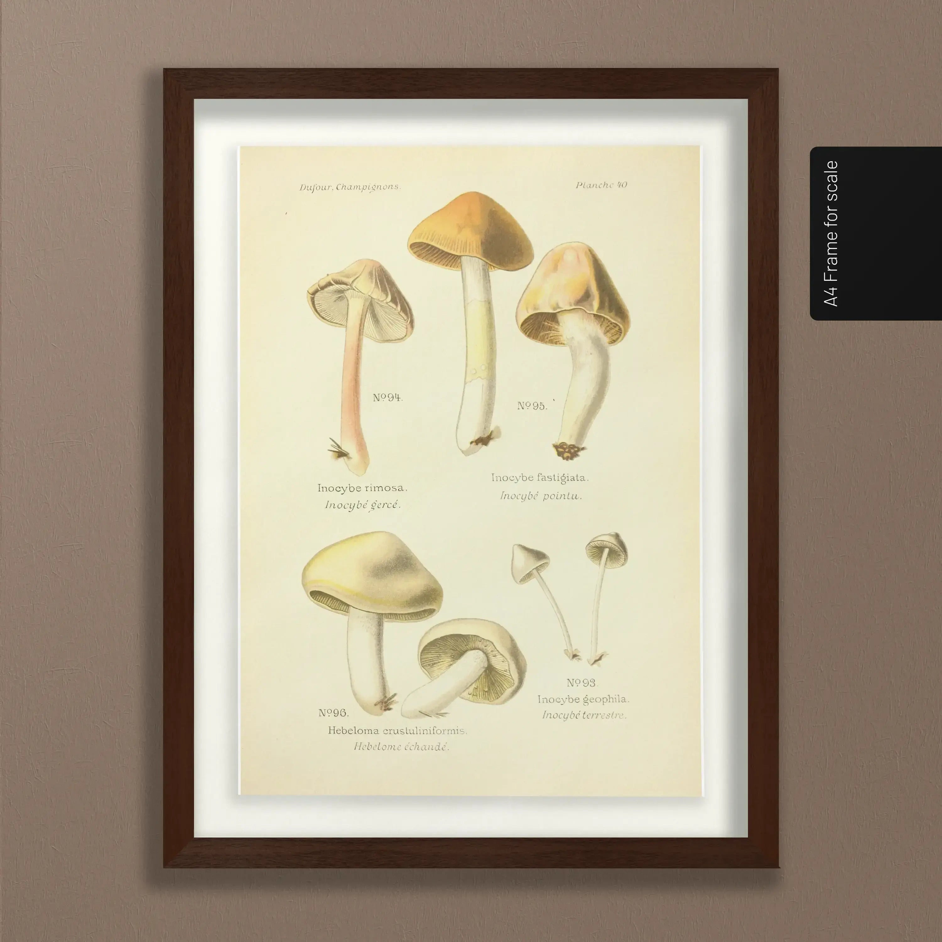Fungi: Plate No. 20
