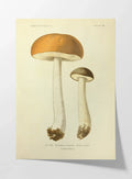 Fungi: Plate No. 21