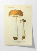 Fungi: Plate No. 21