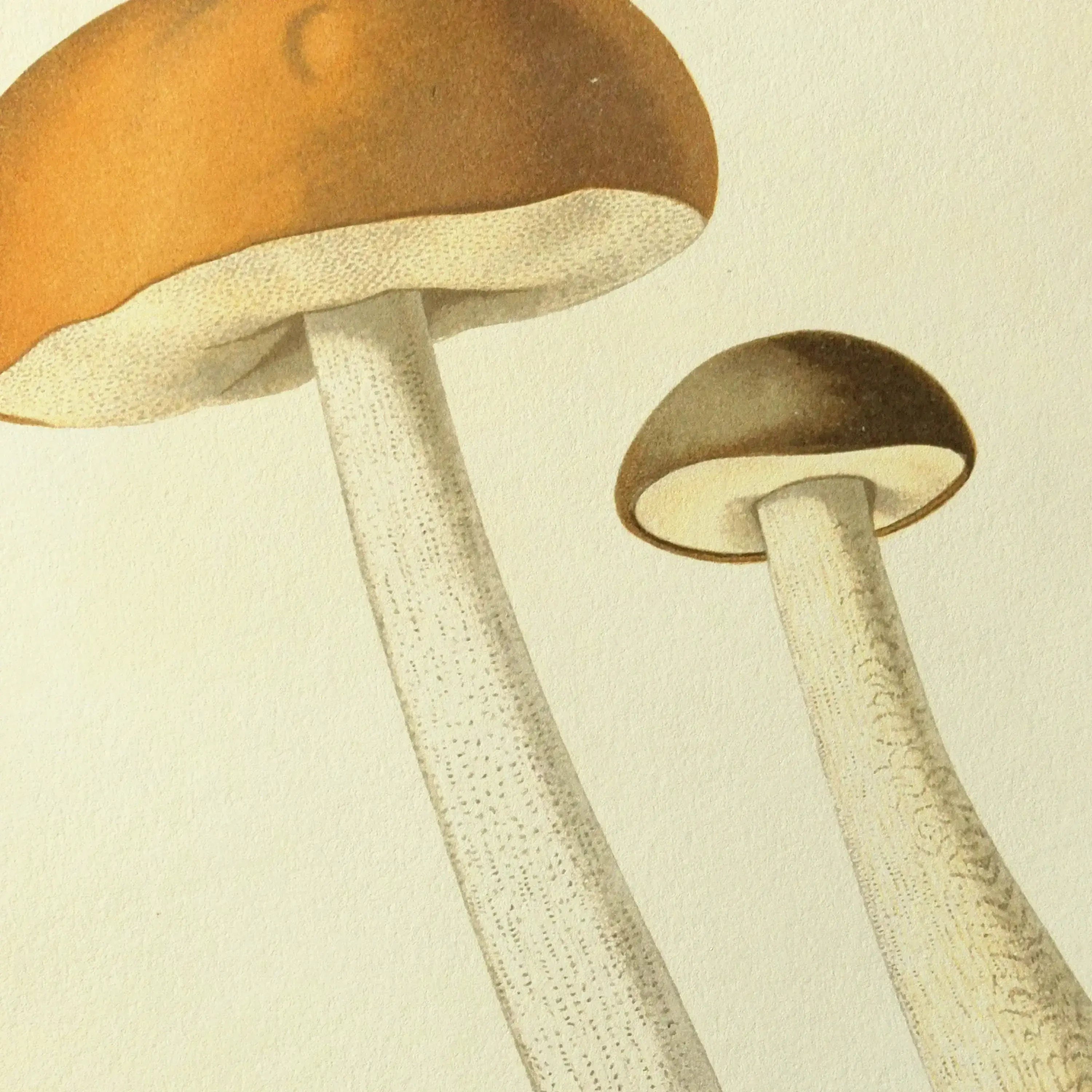 Fungi: Plate No. 21
