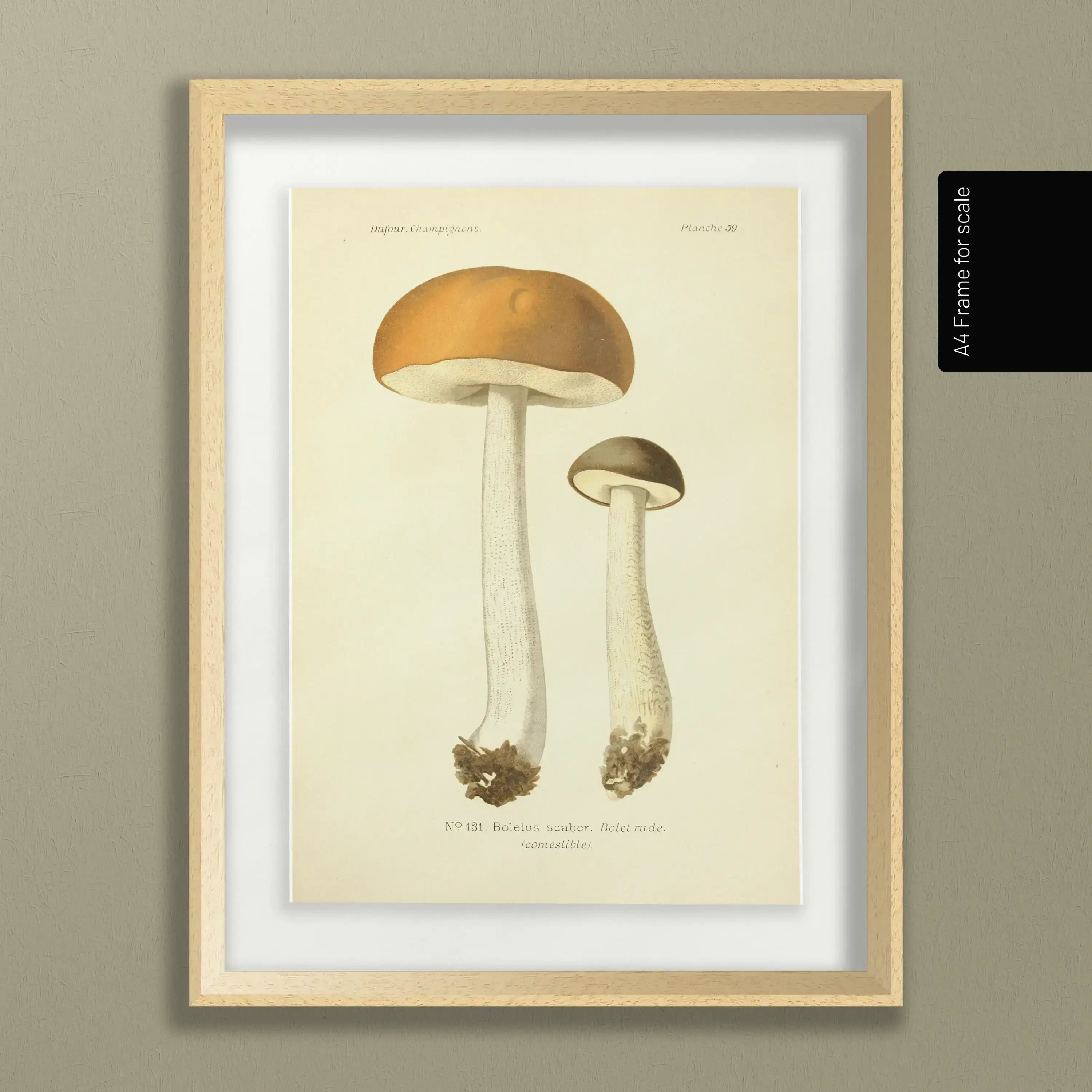 Fungi: Plate No. 21