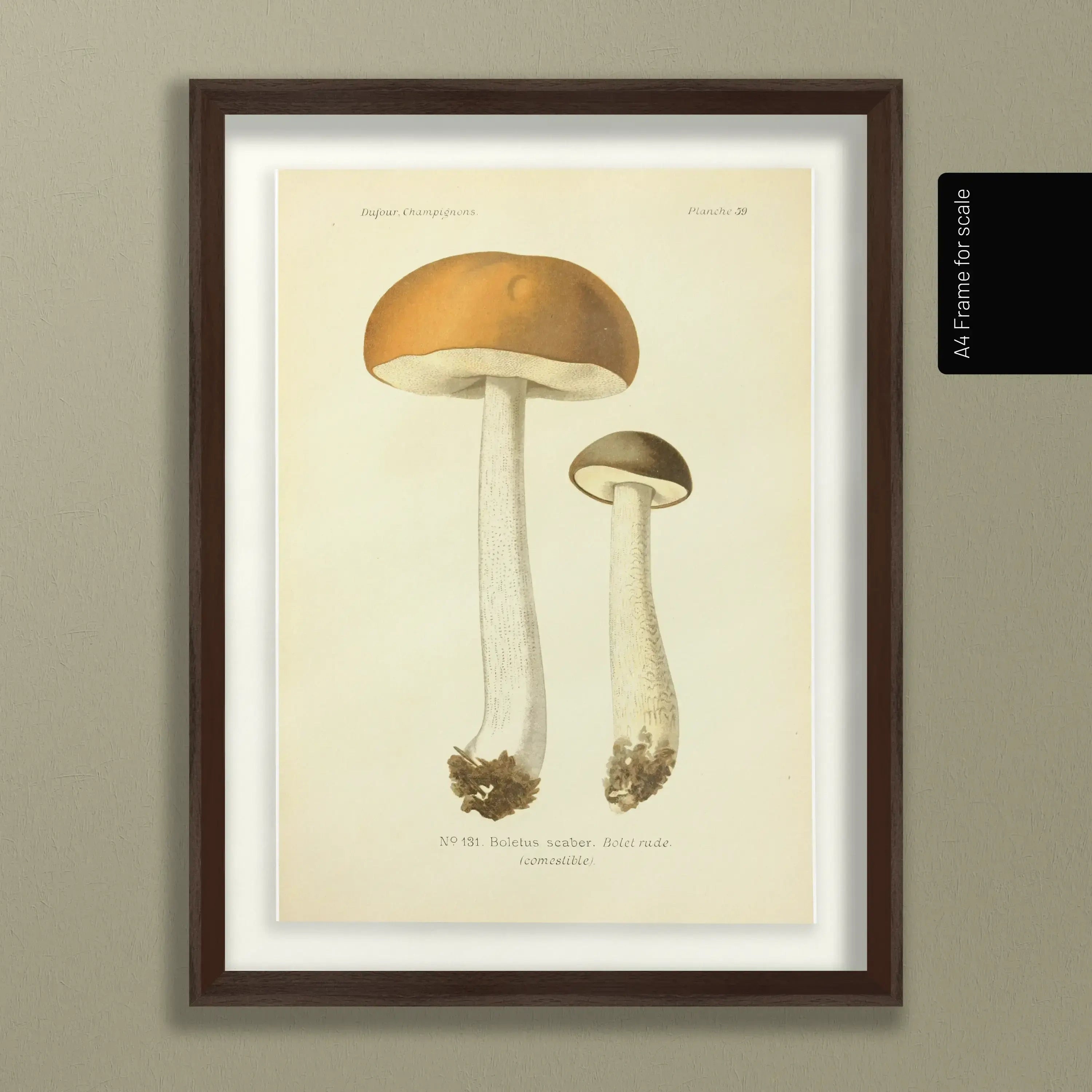 Fungi: Plate No. 21