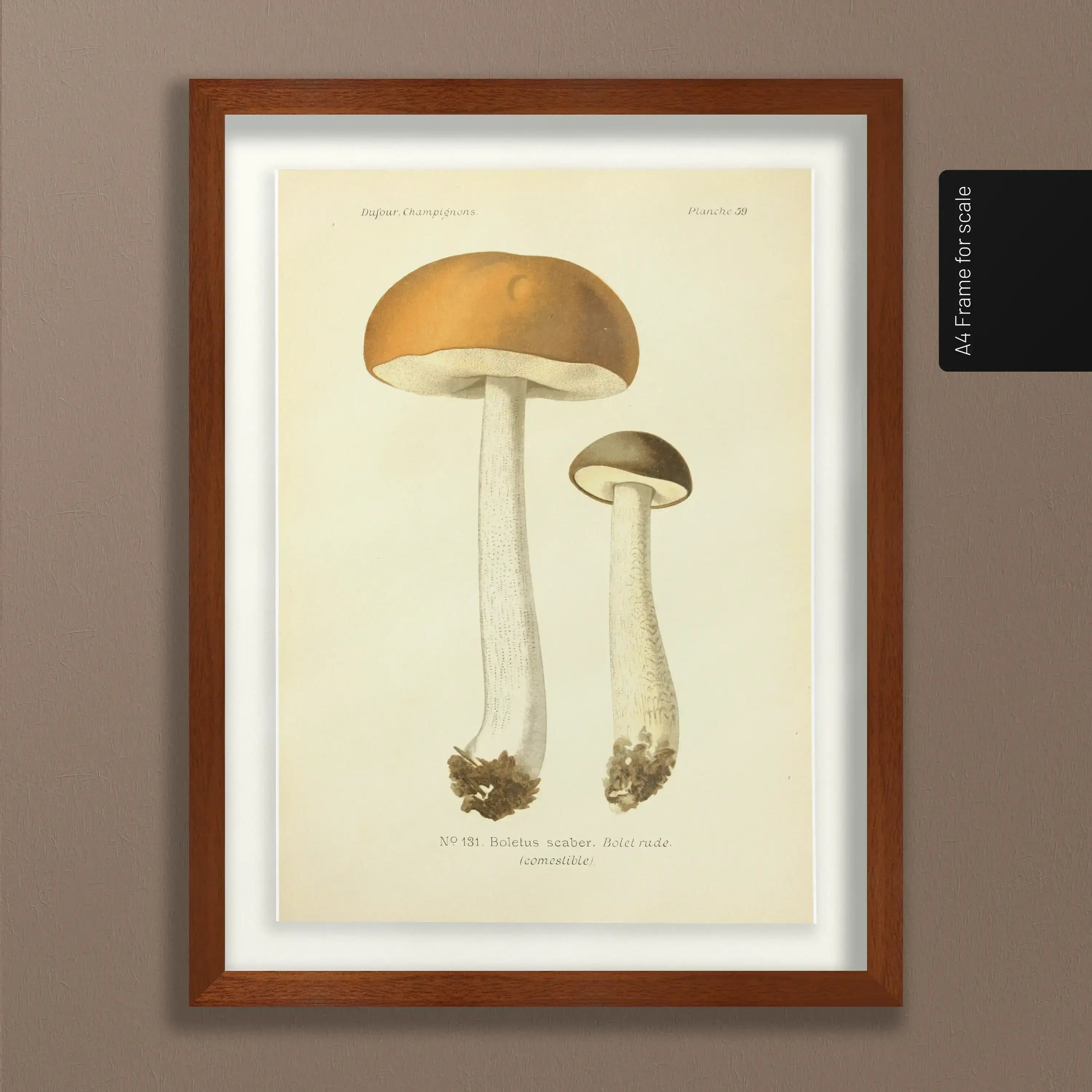 Fungi: Plate No. 21