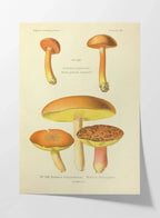 Fungi: Plate No. 22