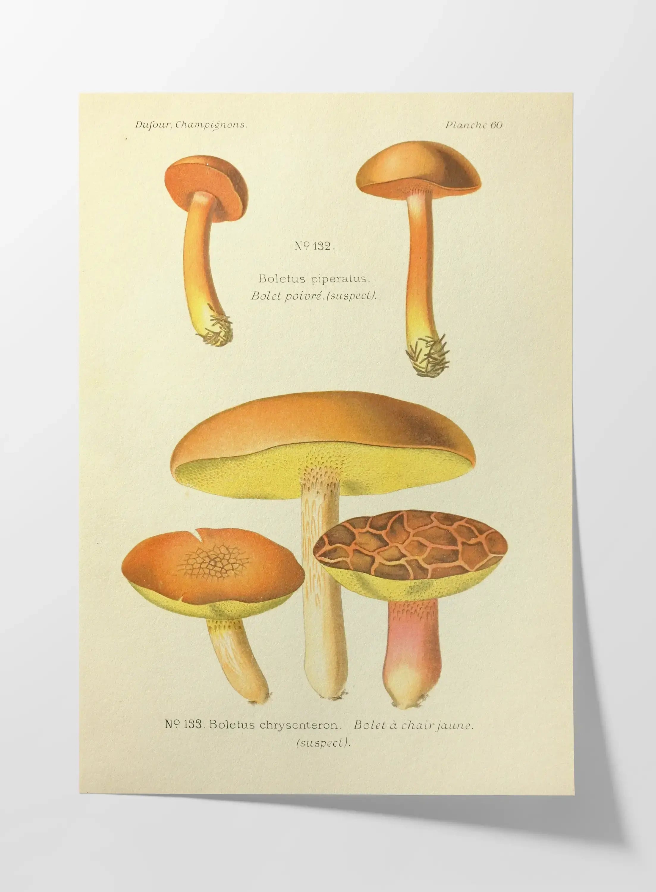 Fungi: Plate No. 22
