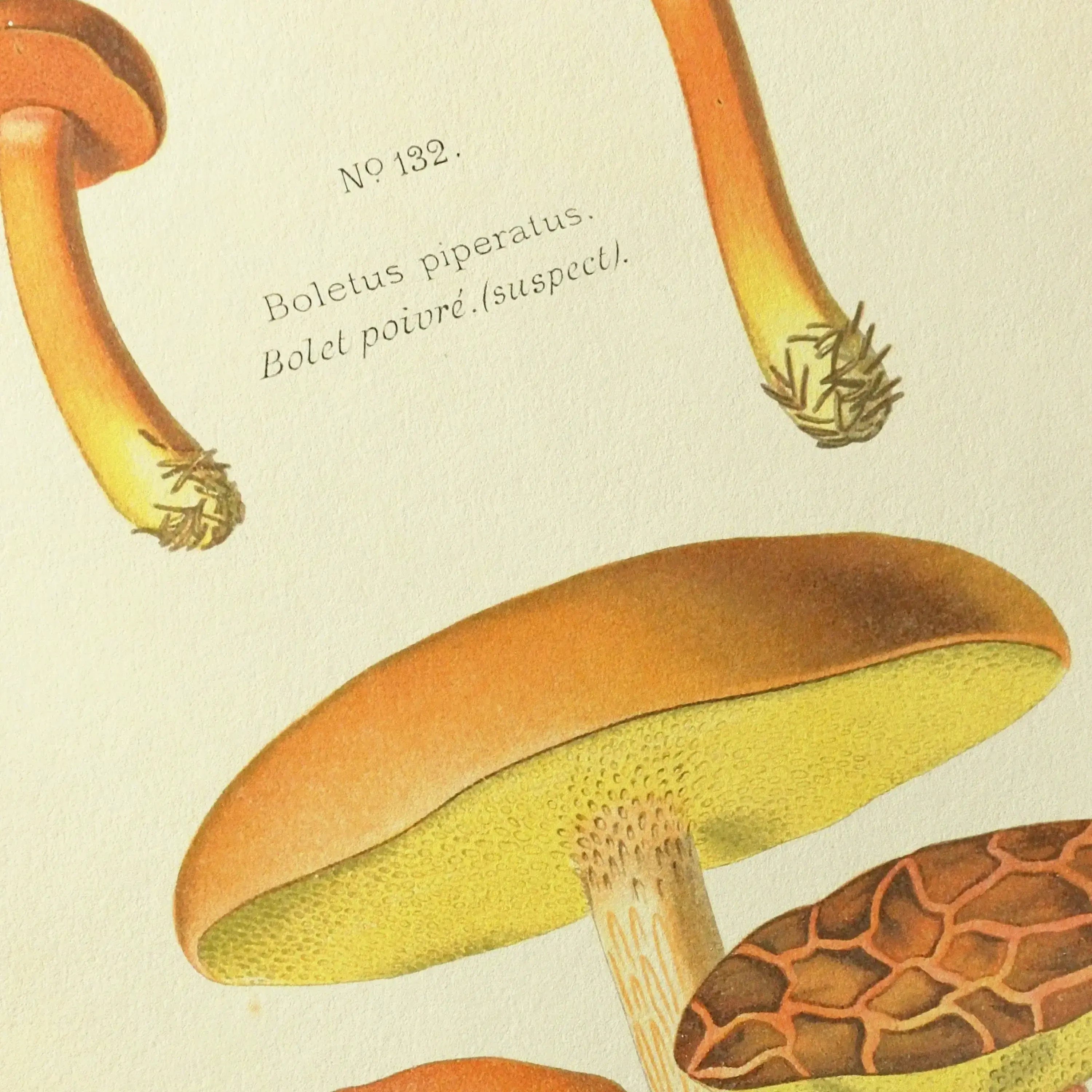 Fungi: Plate No. 22