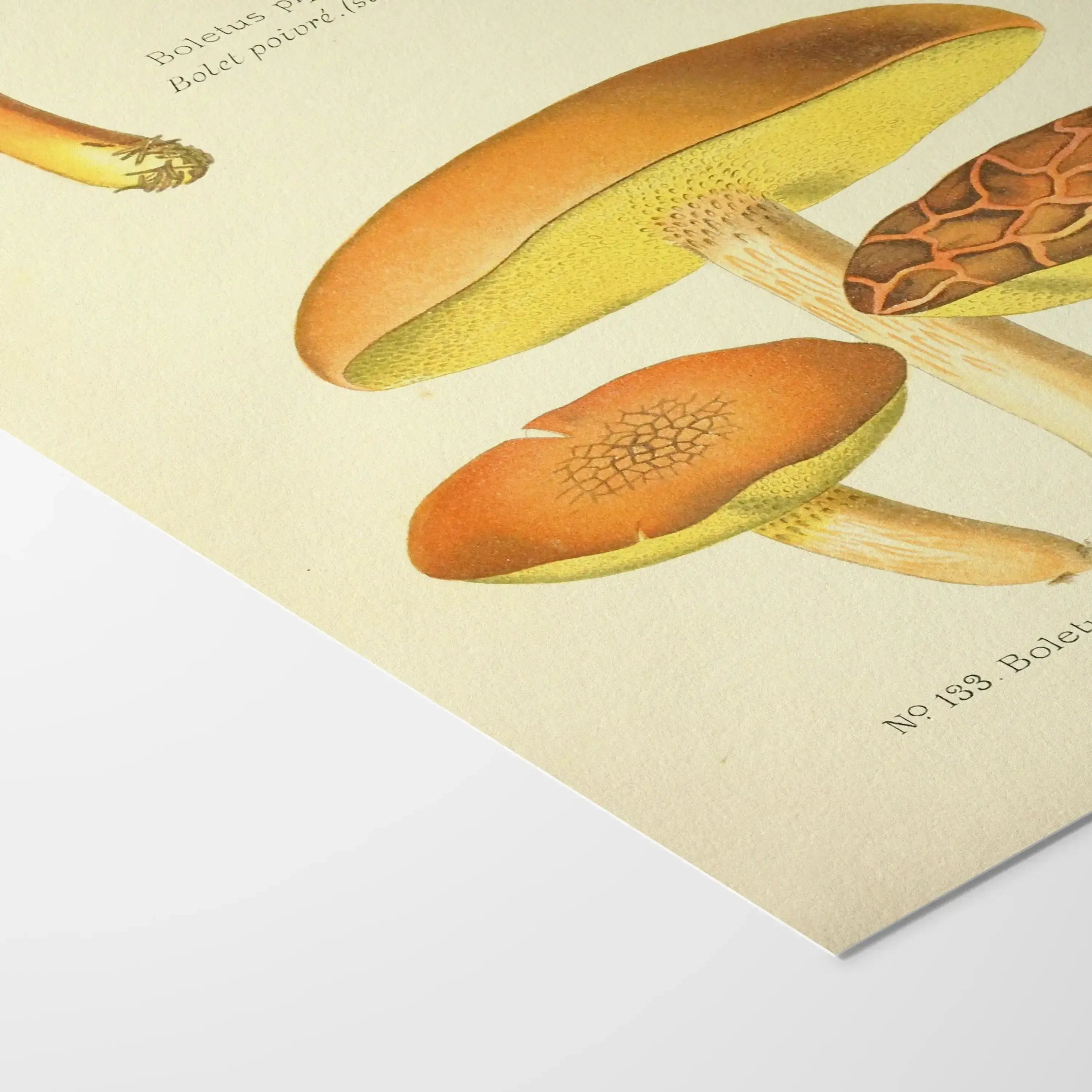 Fungi: Plate No. 22