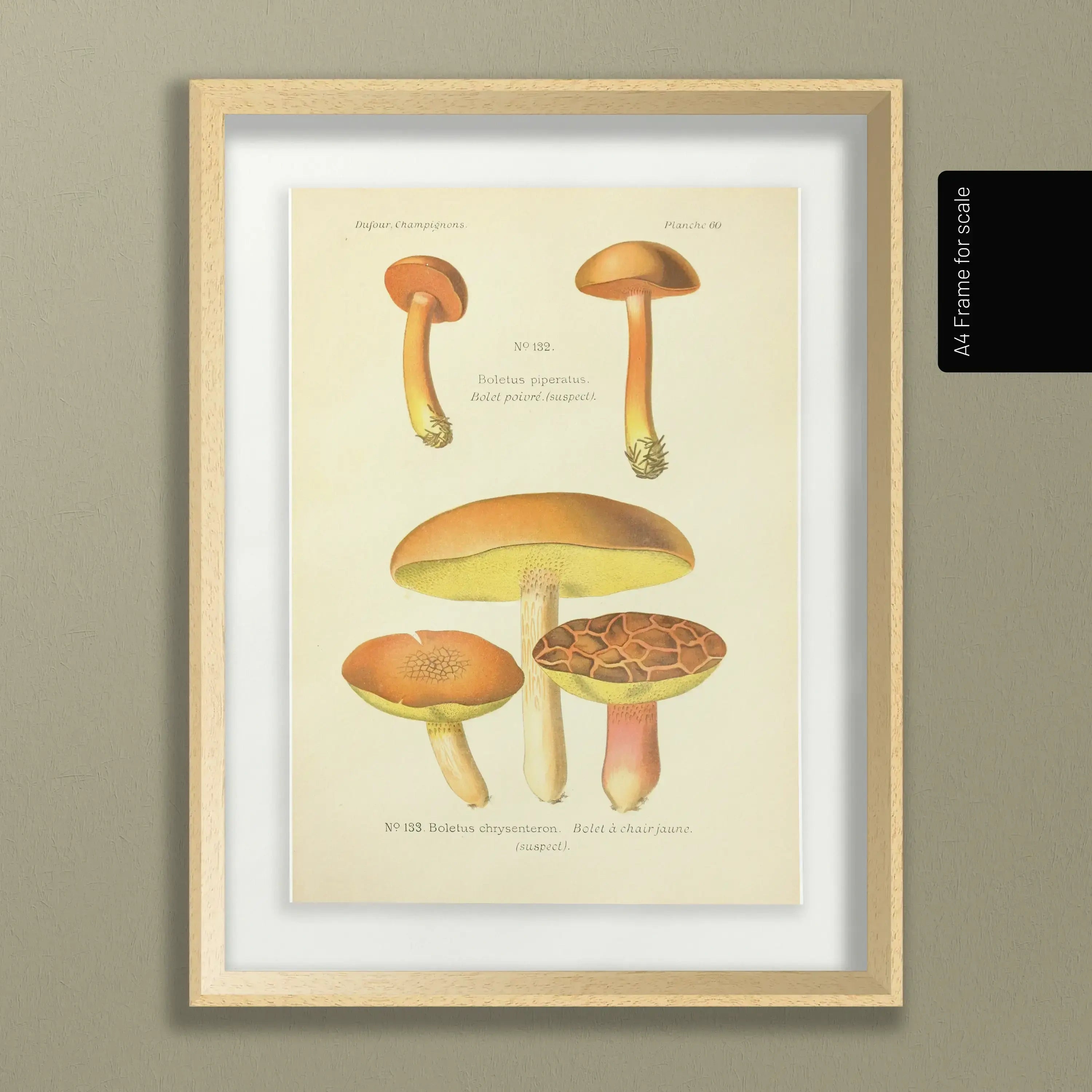 Fungi: Plate No. 22