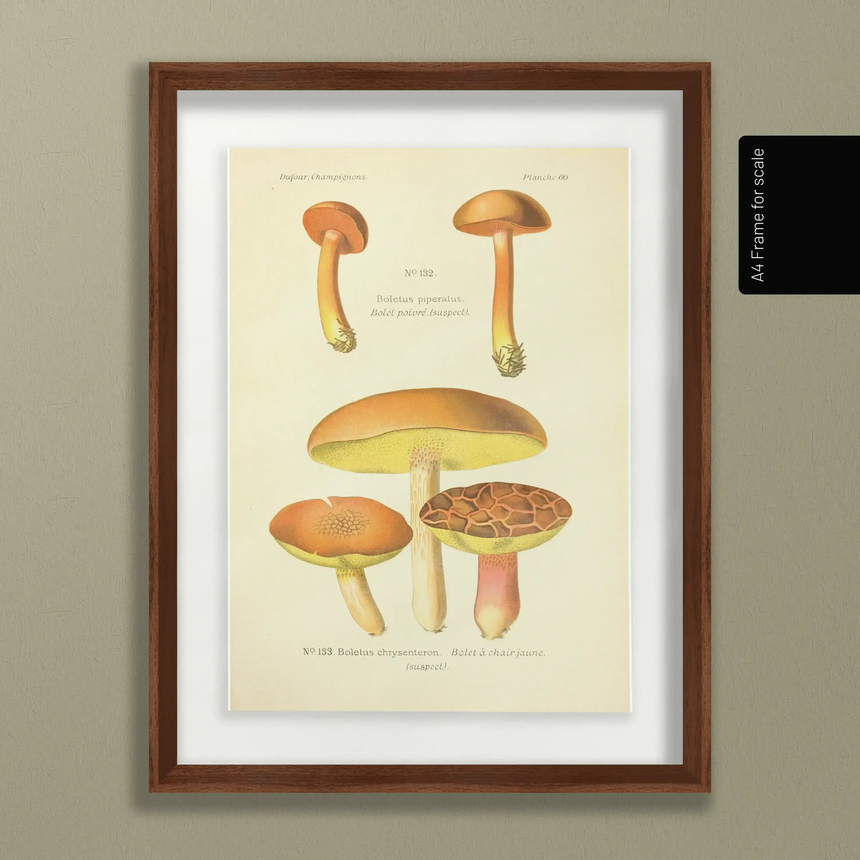 Fungi: Plate No. 22