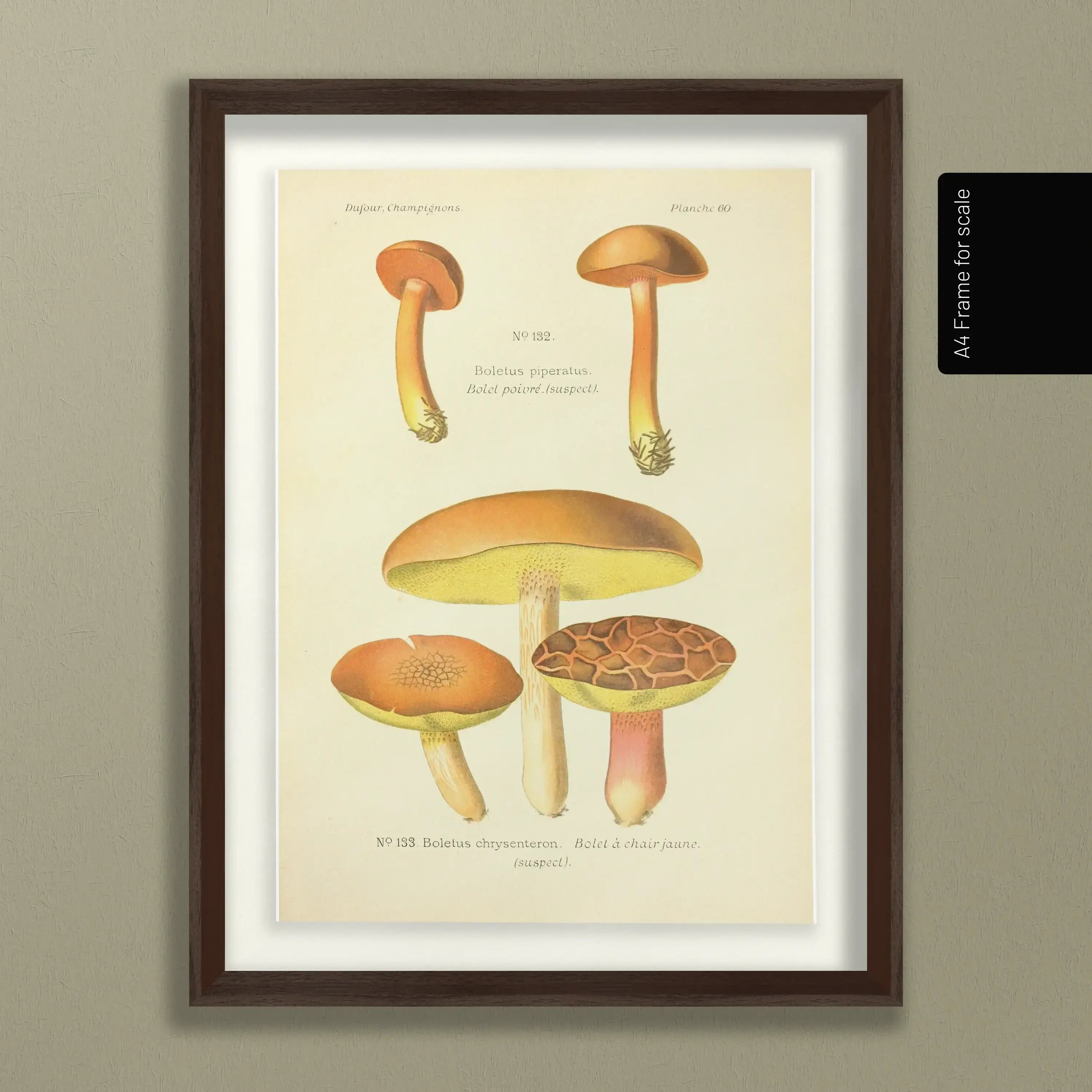 Fungi: Plate No. 22
