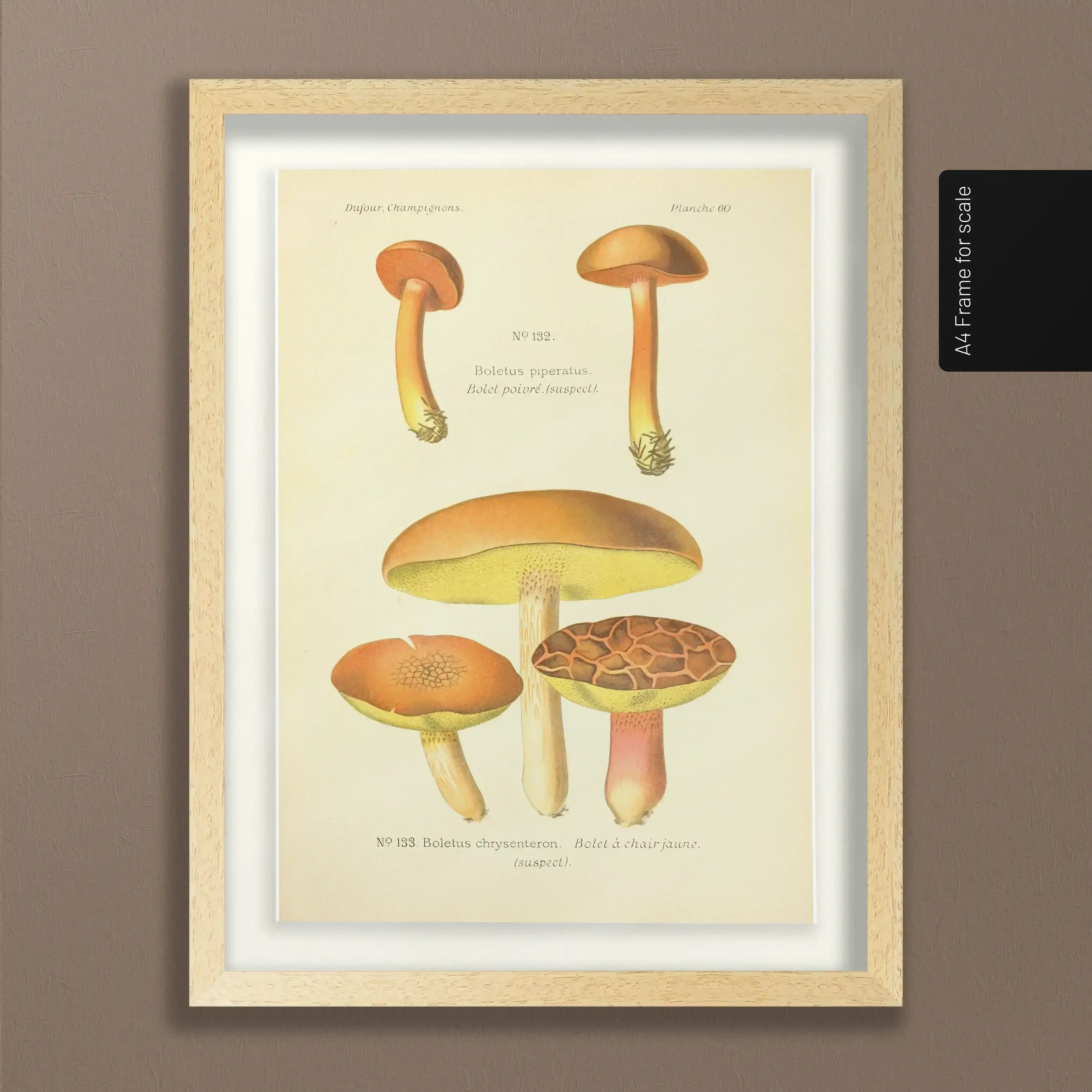 Fungi: Plate No. 22