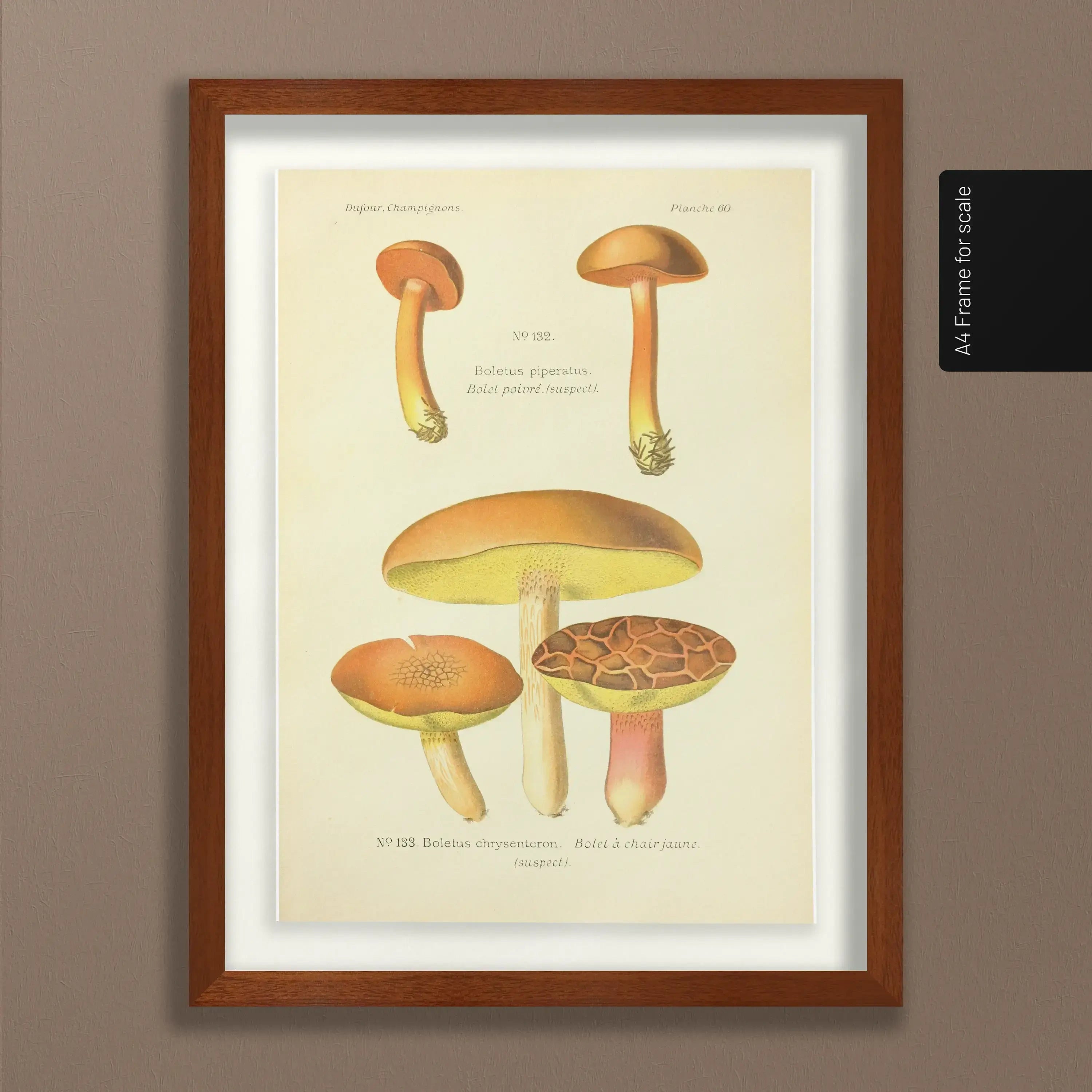 Fungi: Plate No. 22