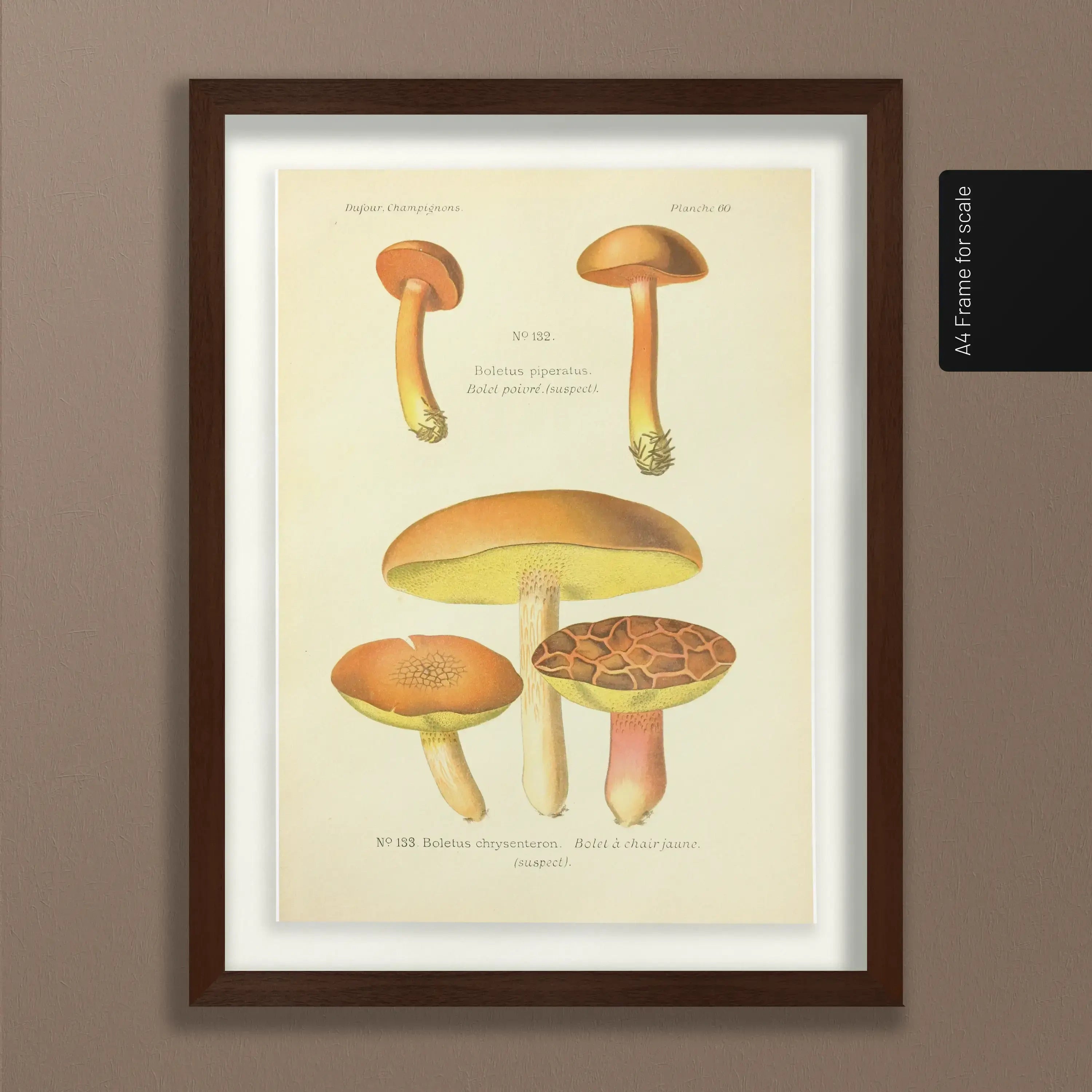 Fungi: Plate No. 22