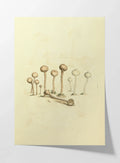 Fungi: Plate No. 23