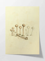 Fungi: Plate No. 23