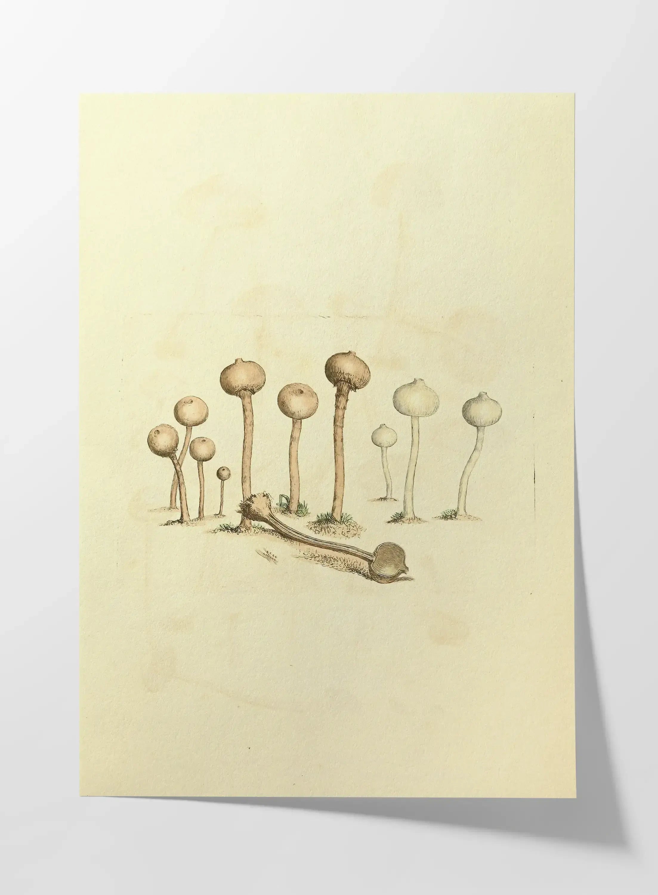 Fungi: Plate No. 23