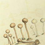 Fungi: Plate No. 23