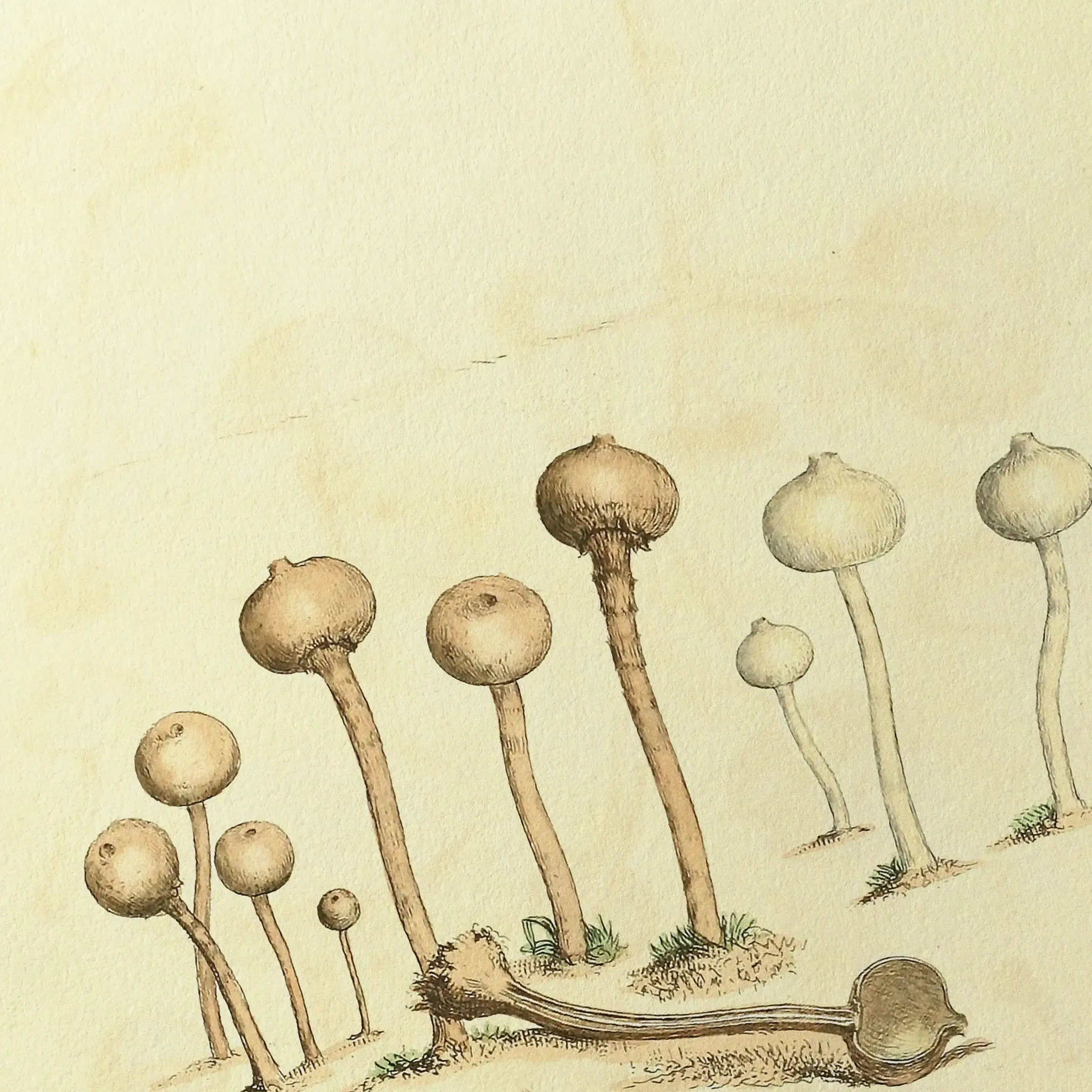 Fungi: Plate No. 23