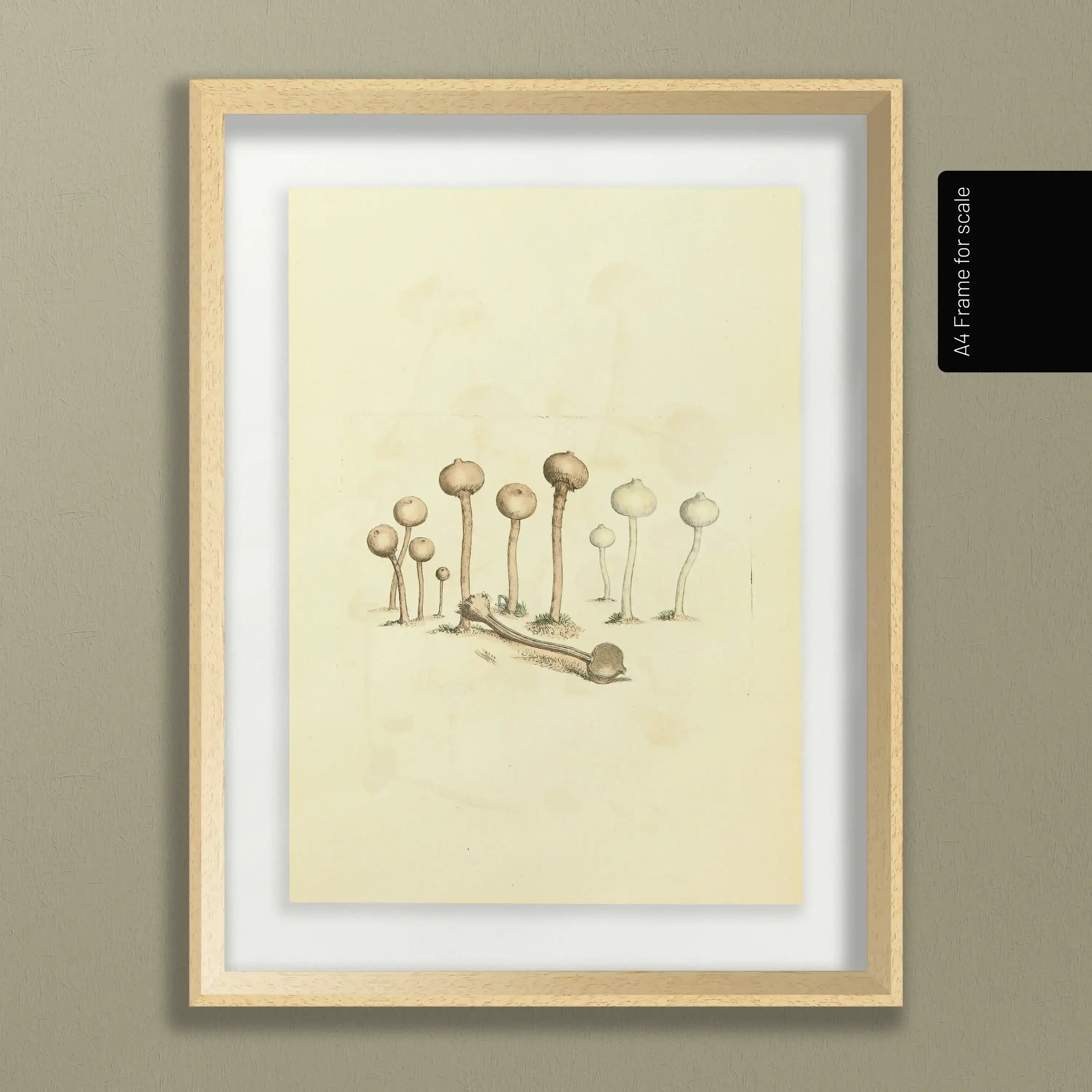 Fungi: Plate No. 23
