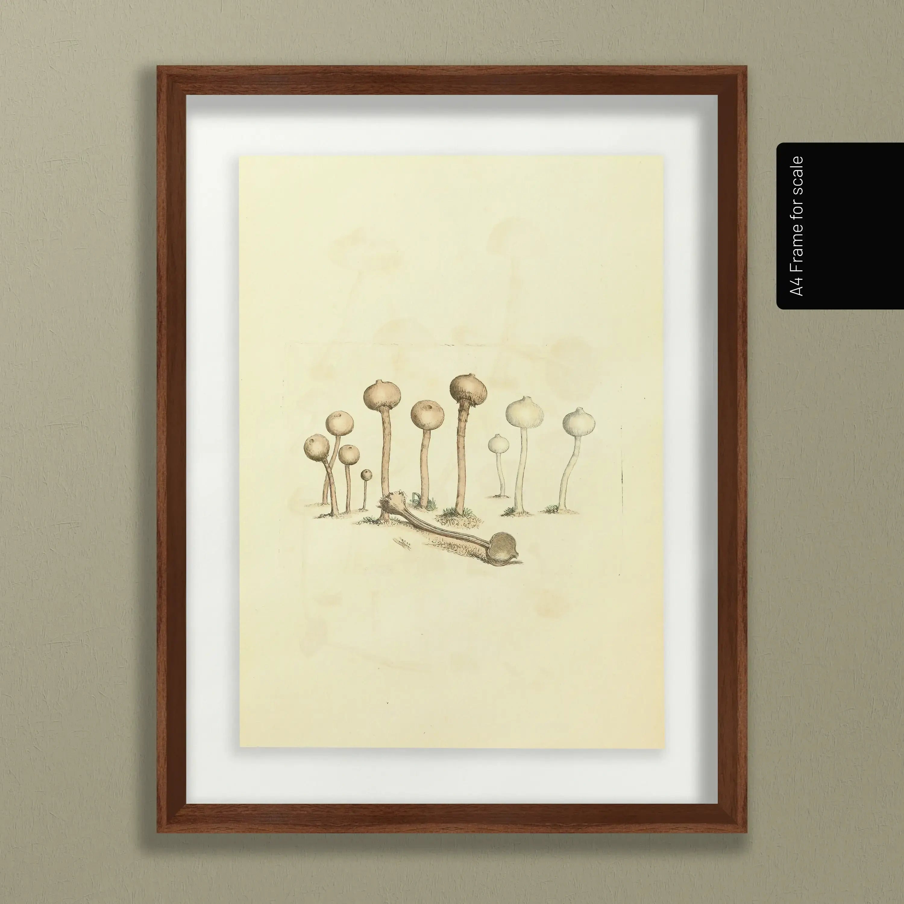Fungi: Plate No. 23