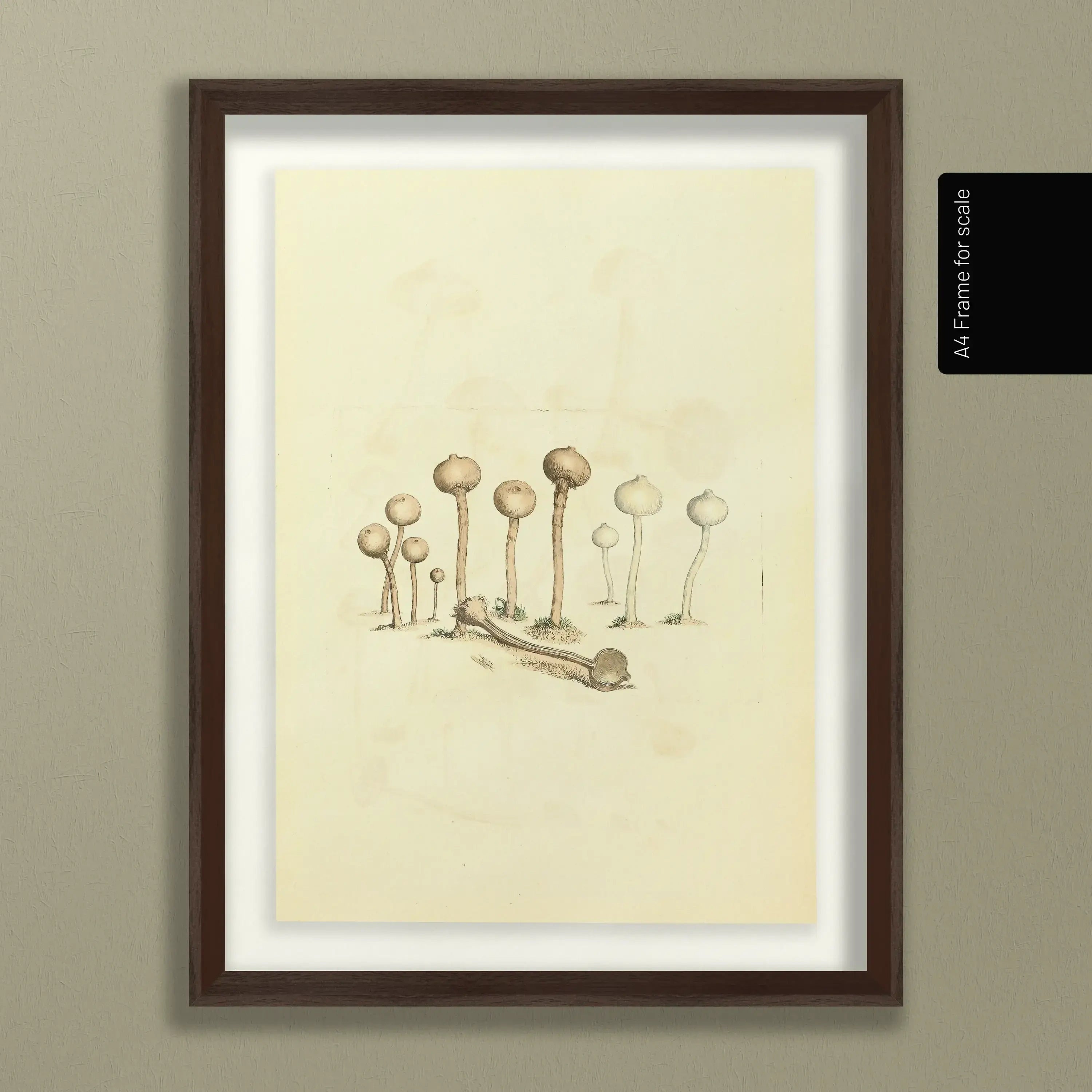 Fungi: Plate No. 23