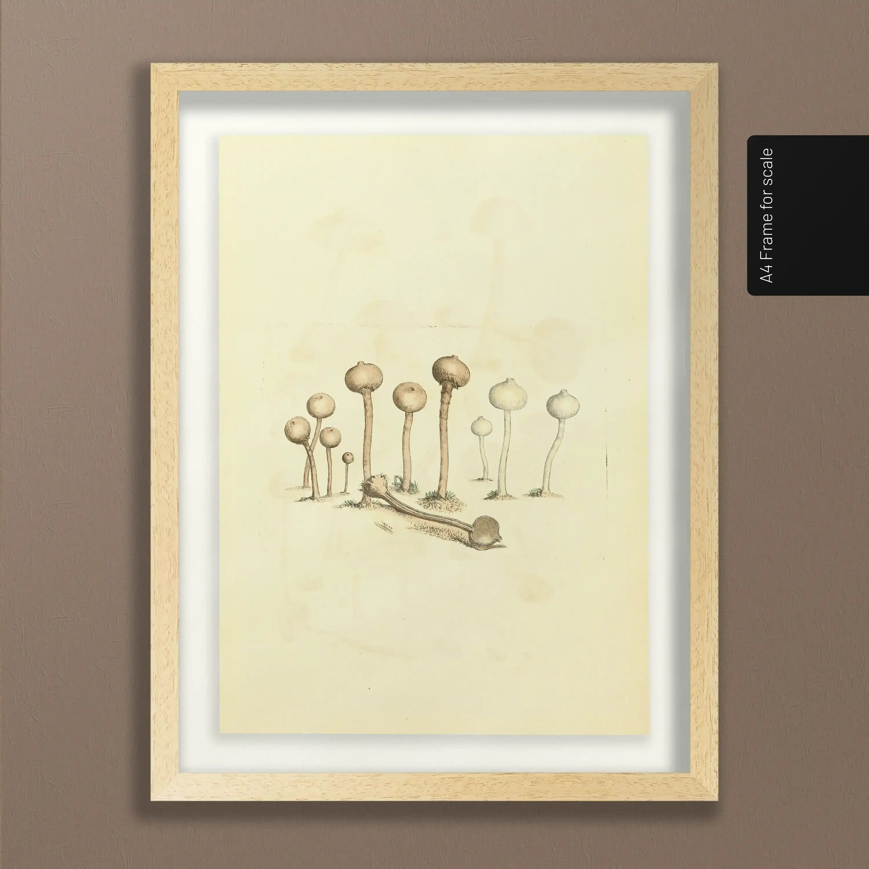 Fungi: Plate No. 23
