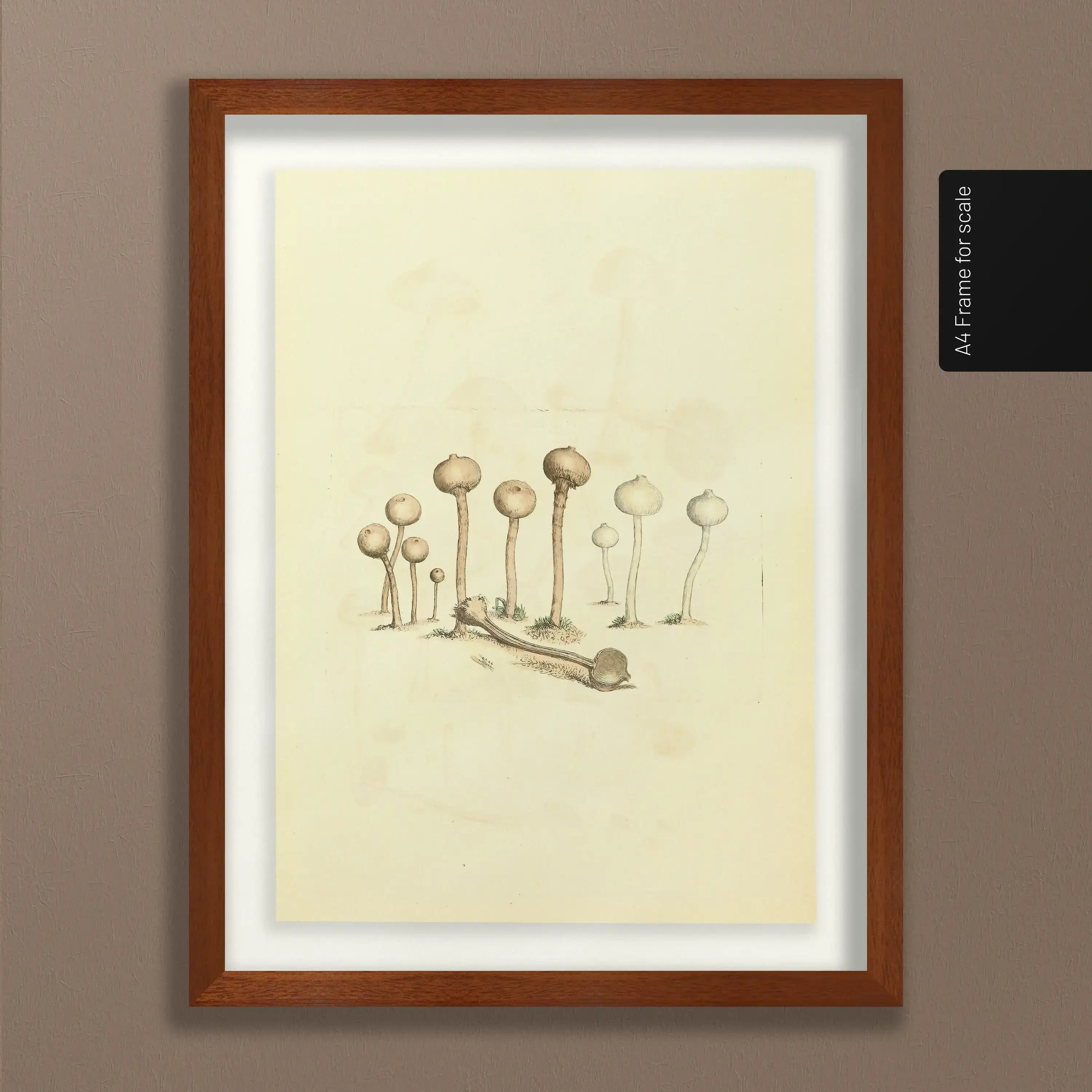 Fungi: Plate No. 23