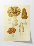 Fungi: Plate No. 24