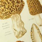 Fungi: Plate No. 24